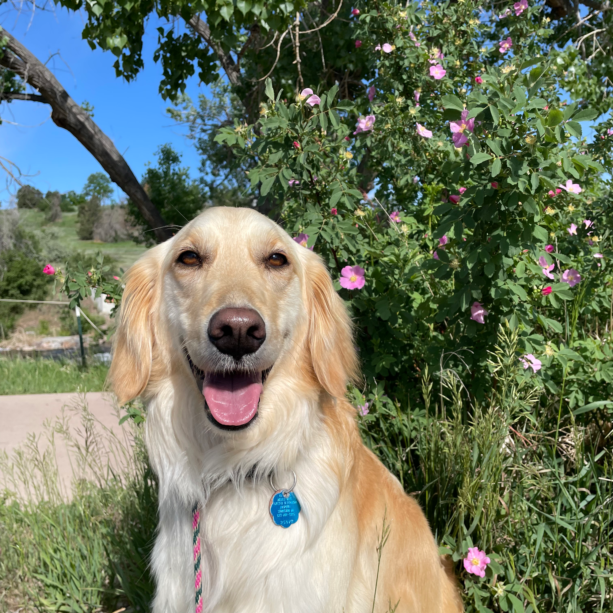 Pavlov Dog Training - Portland Portland