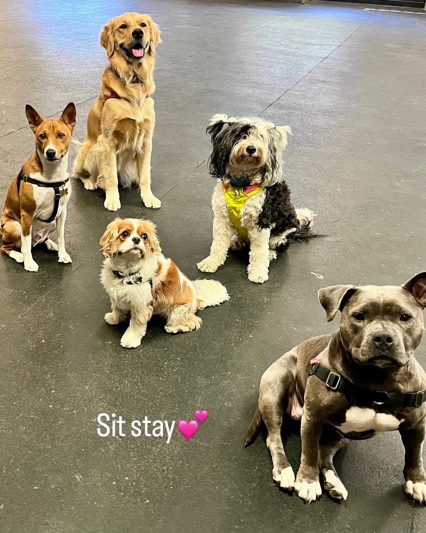 Happy-Go-Lucky Dog Training Portland