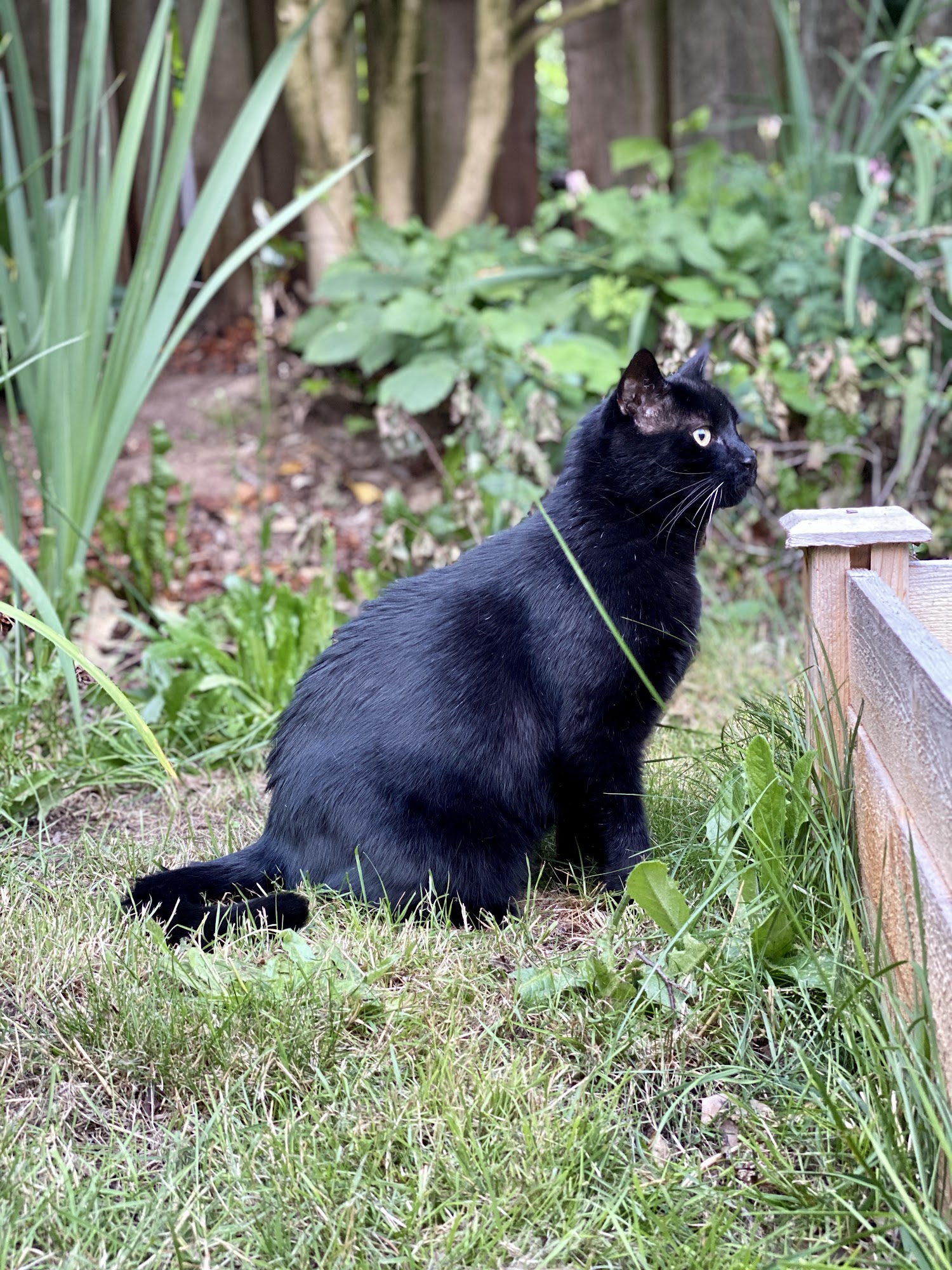 Holly Hearts Pet Services: Dog boarding + Pet sitting Portland