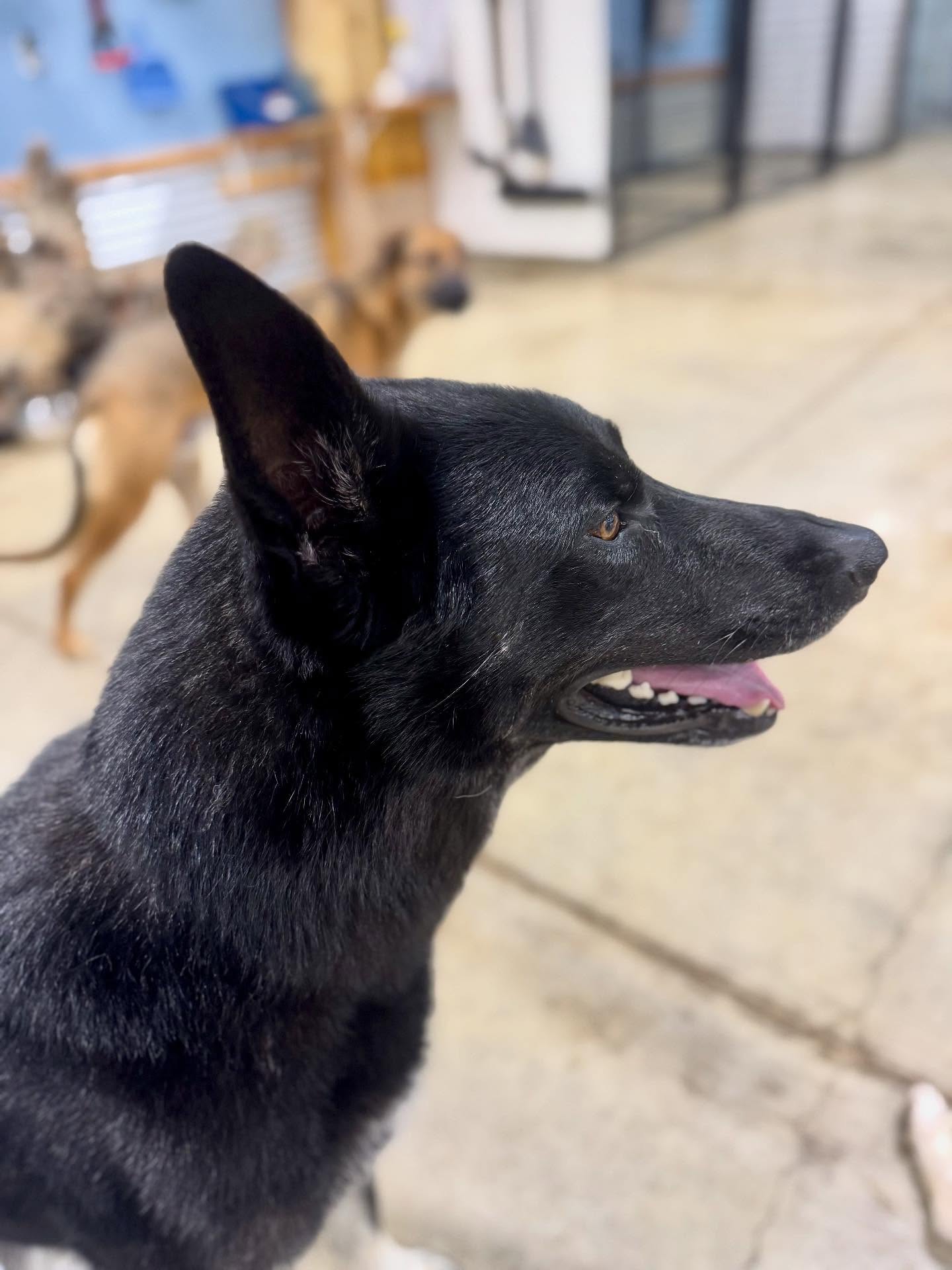 DogConnectionPDX Daycare & Boarding Portland