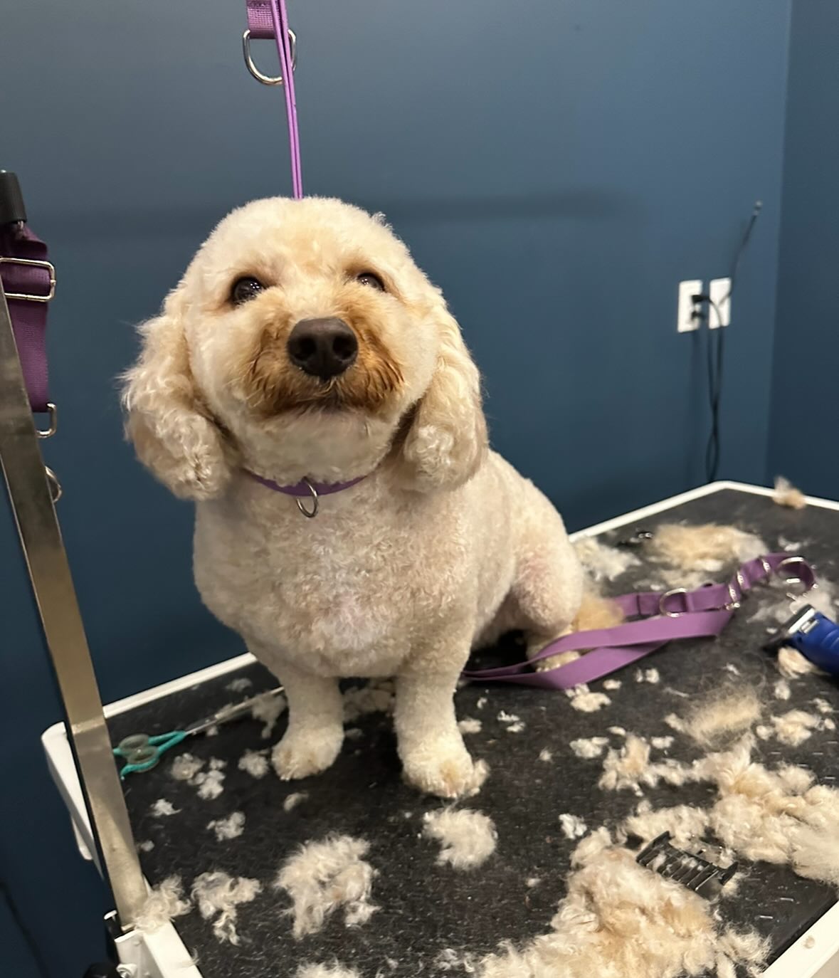 The Ruff House Portland