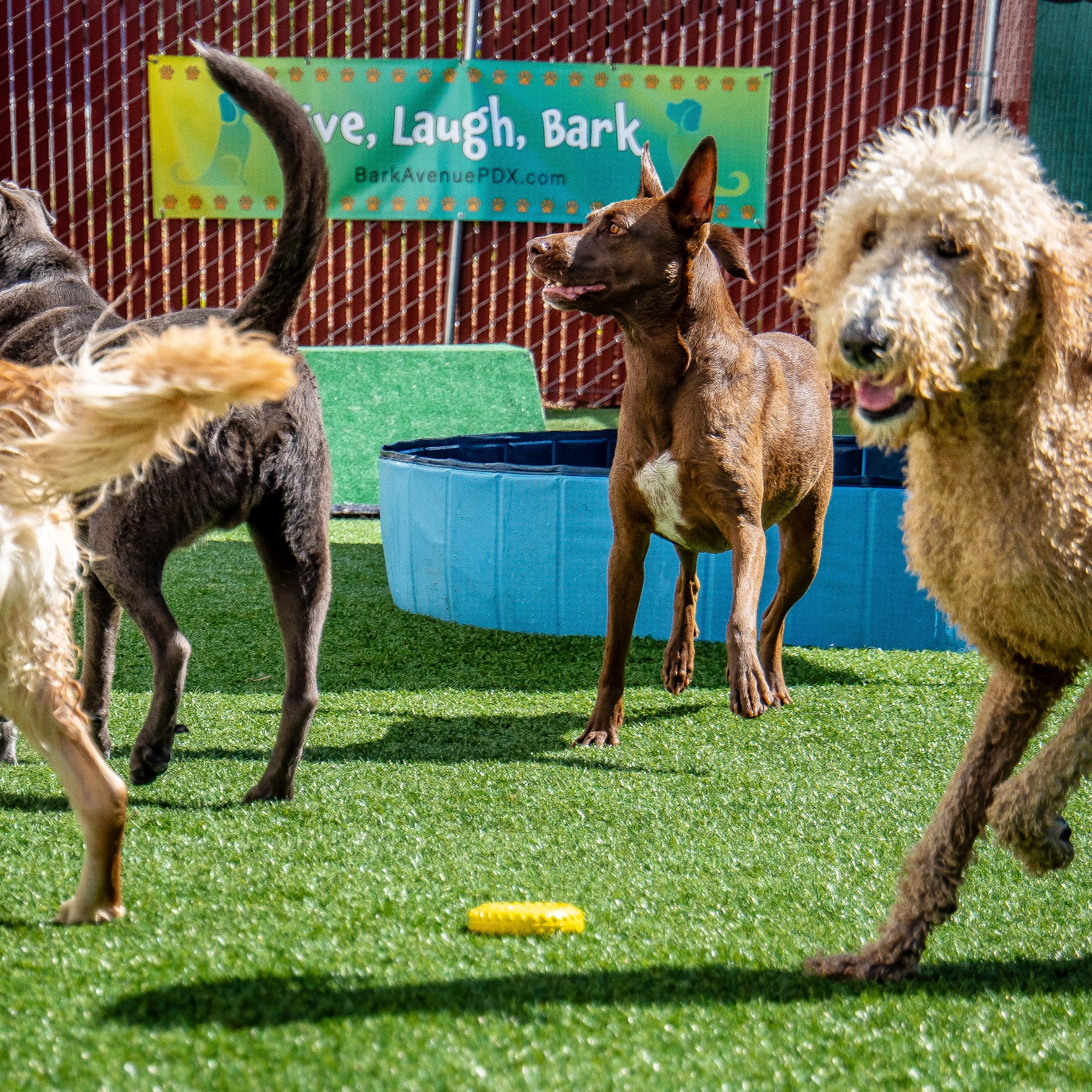 Bark Avenue PDX Portland