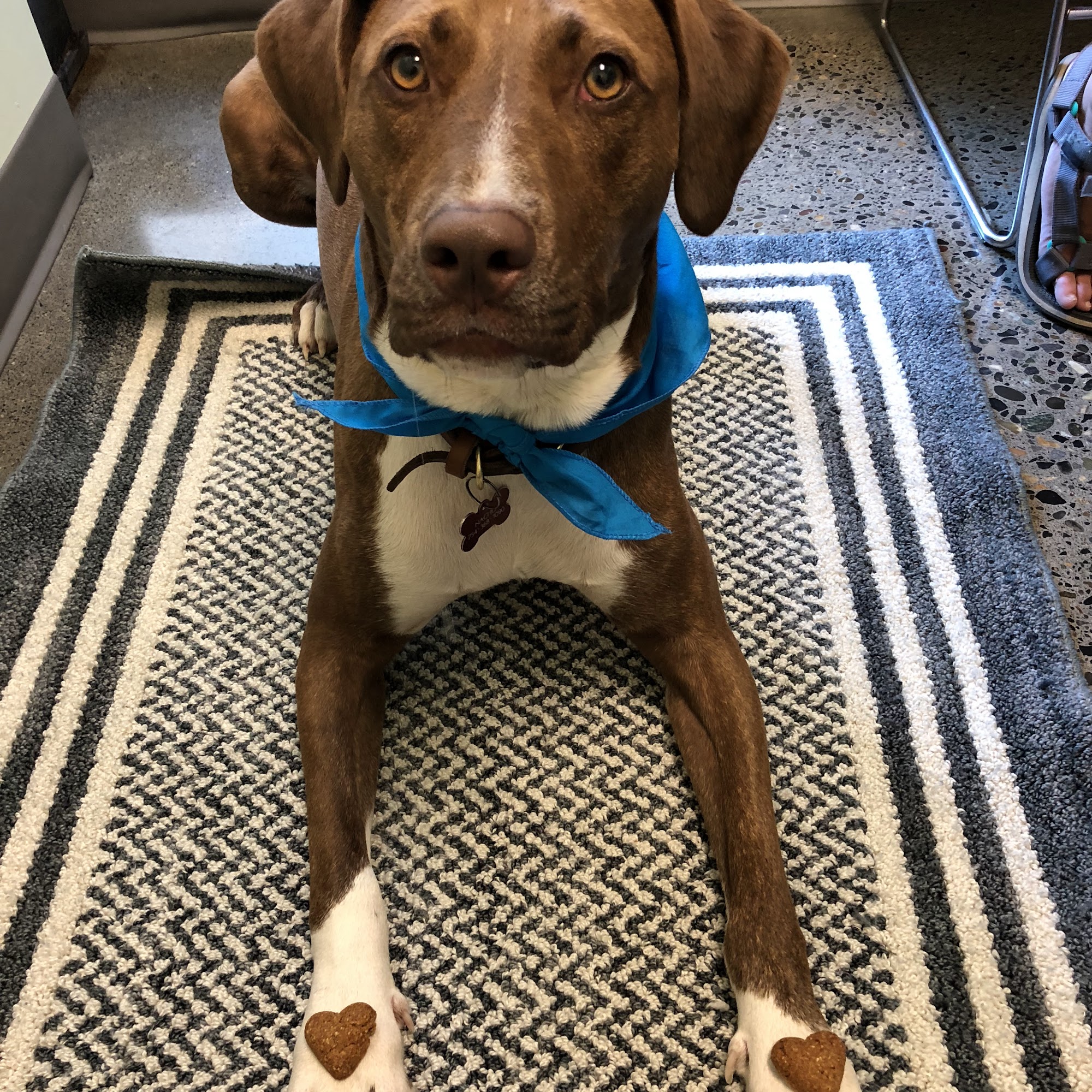 Kenton Animal Hospital Portland