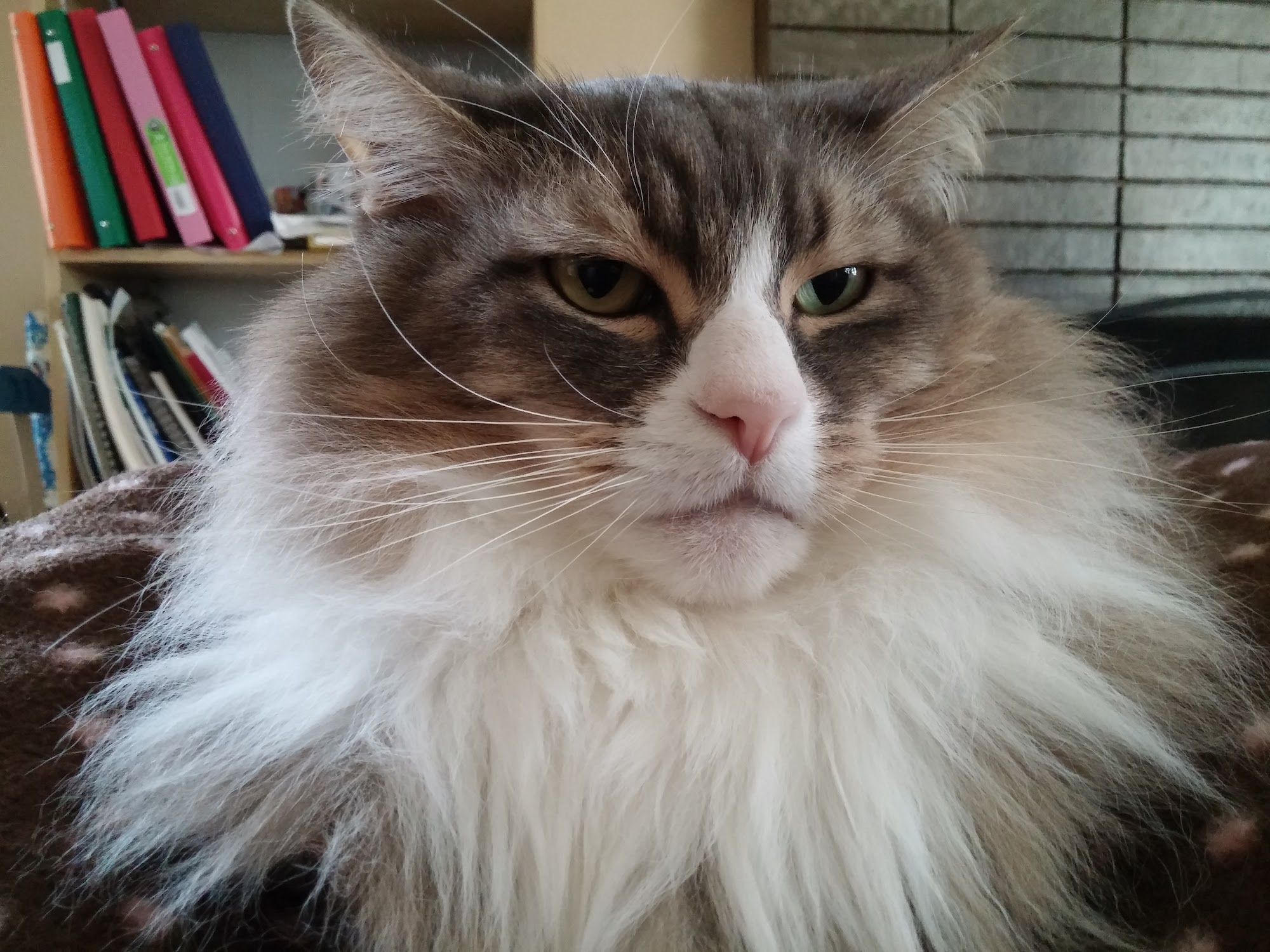 Animal Aid Inc Portland