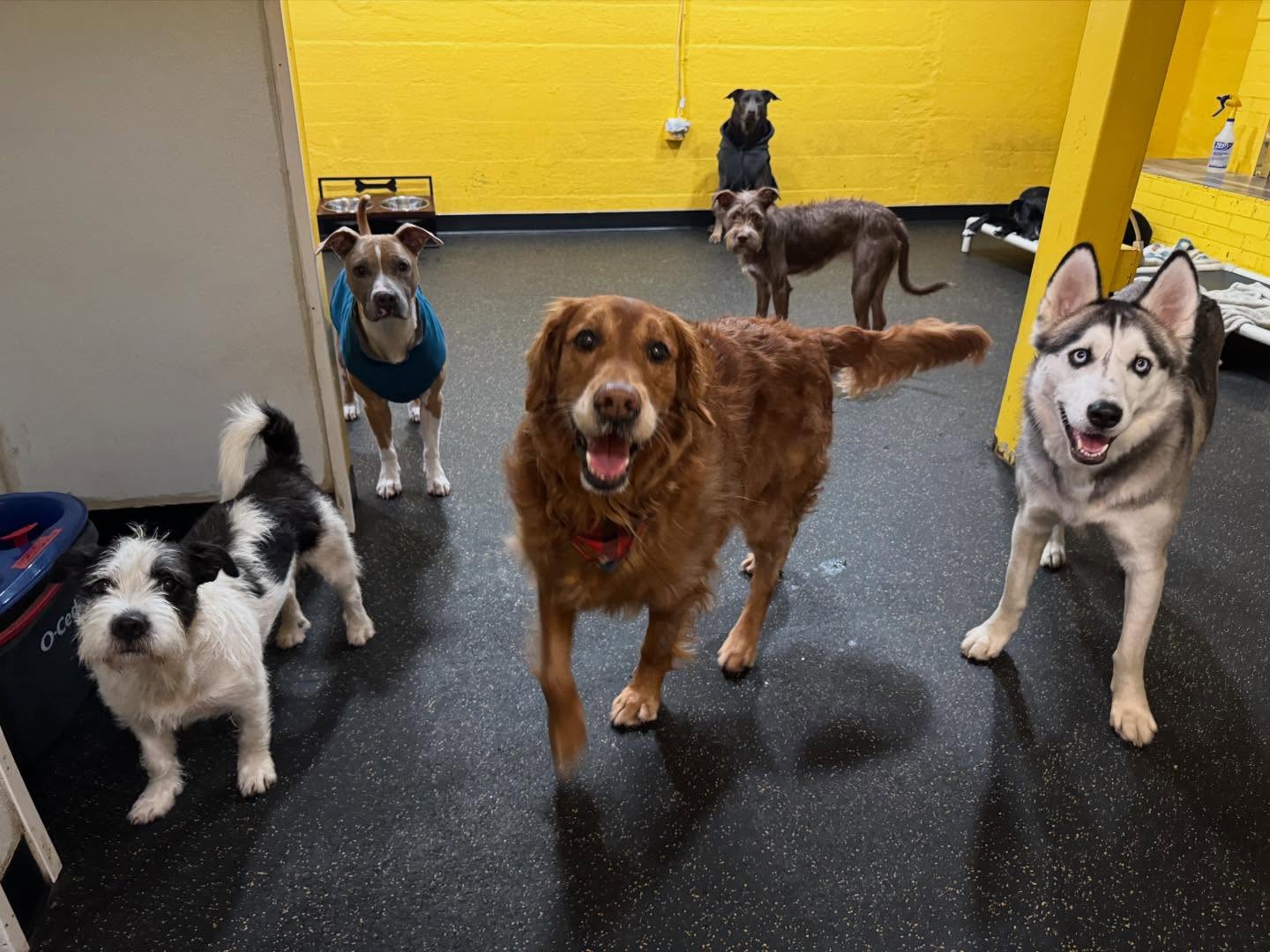 Woof-Tastic Playhouse Portland