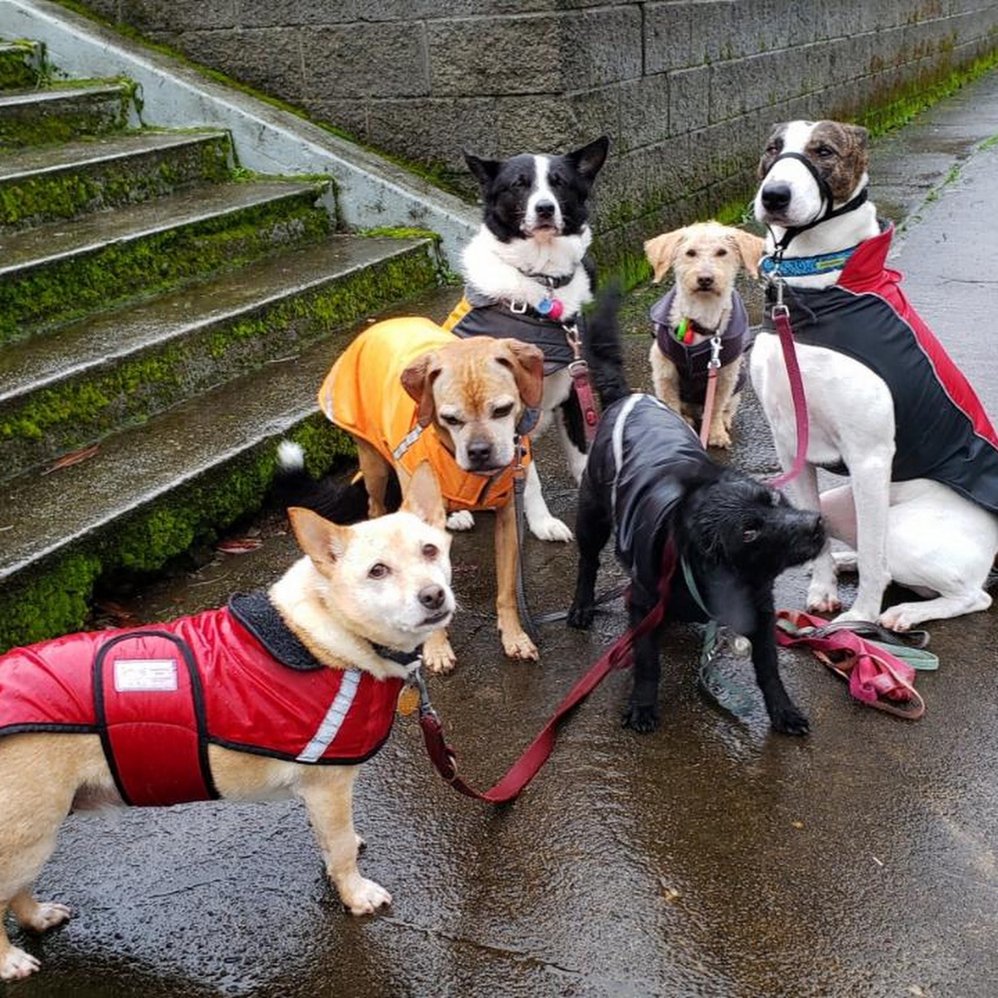 Woof-Tastic Playhouse Portland