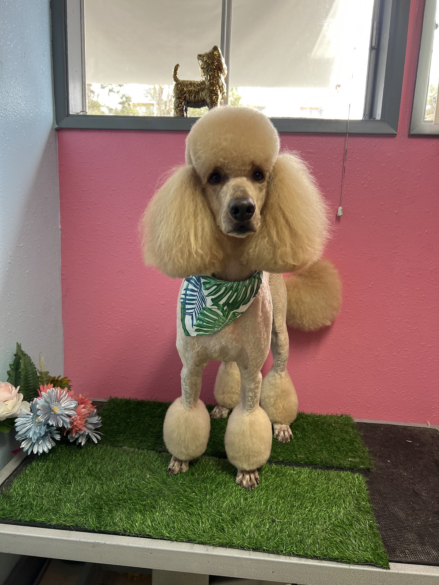 Velux Grooming co. Portland