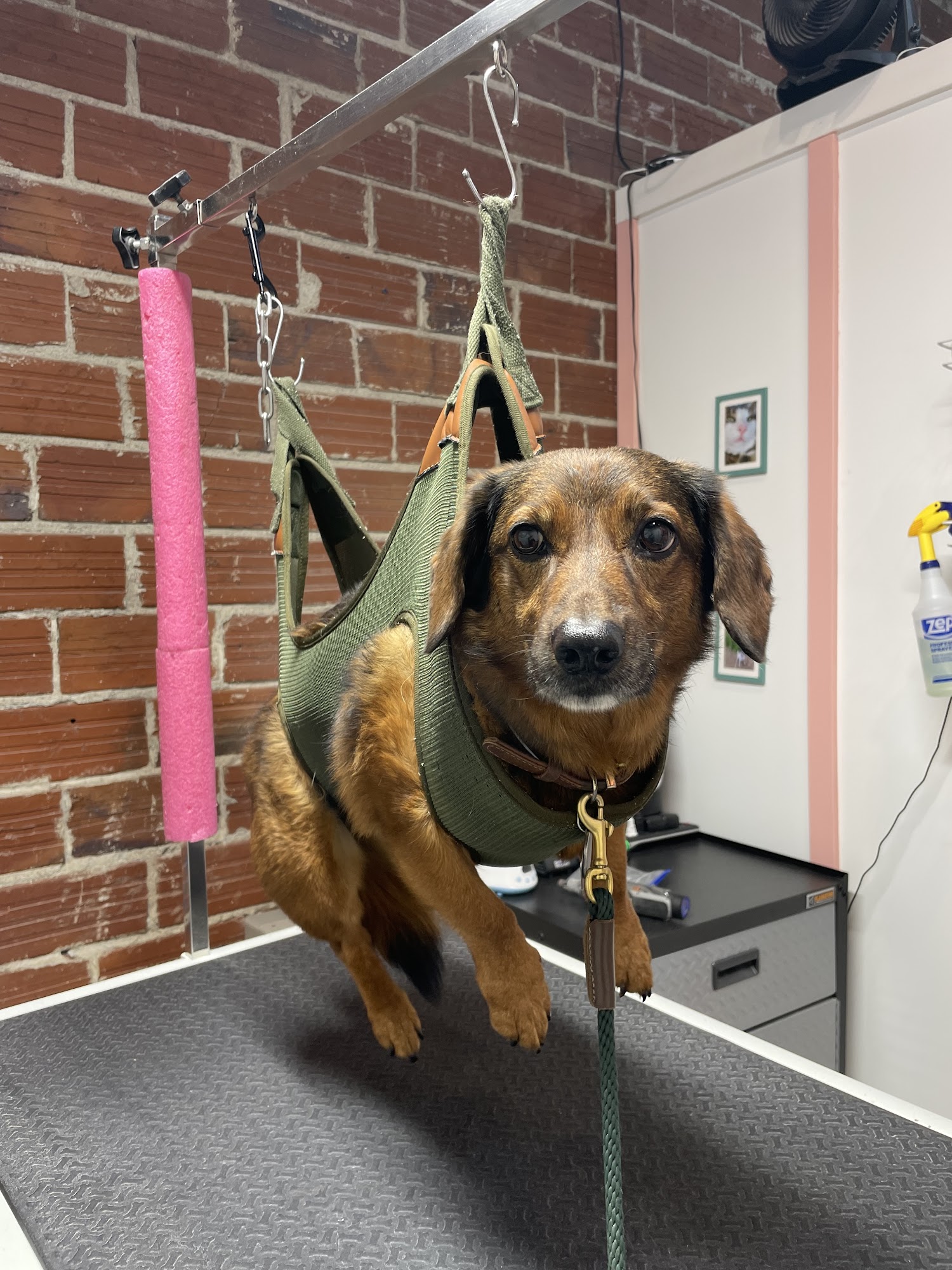 Oh Paws 4717 SE Belmont St, Portland Oregon 97215