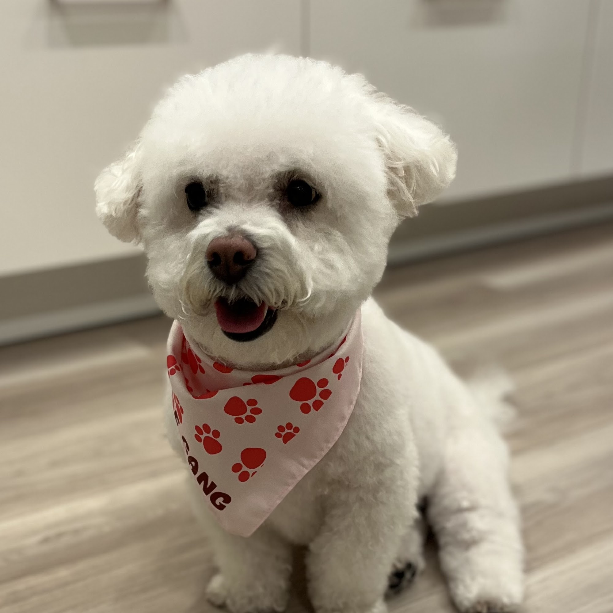 Woof Gang Bakery & Grooming Bethany 15325 NW Central Dr j-11, Portland Oregon 97229