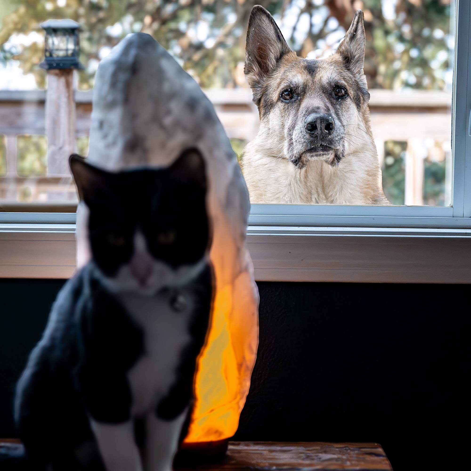 Crooked Tails Veterinary Clinic Prineville