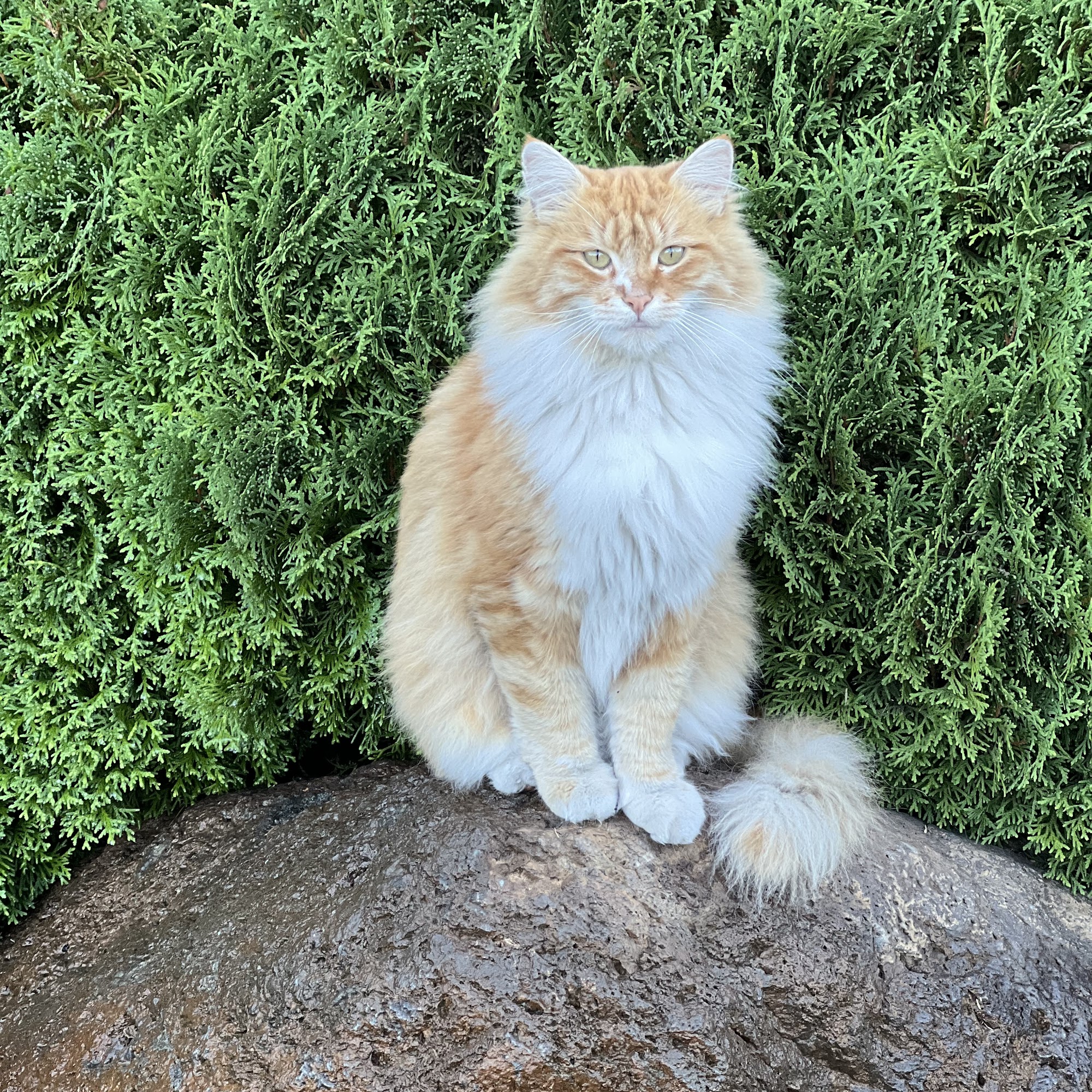 Rimrock Veterinary Clinic Redmond