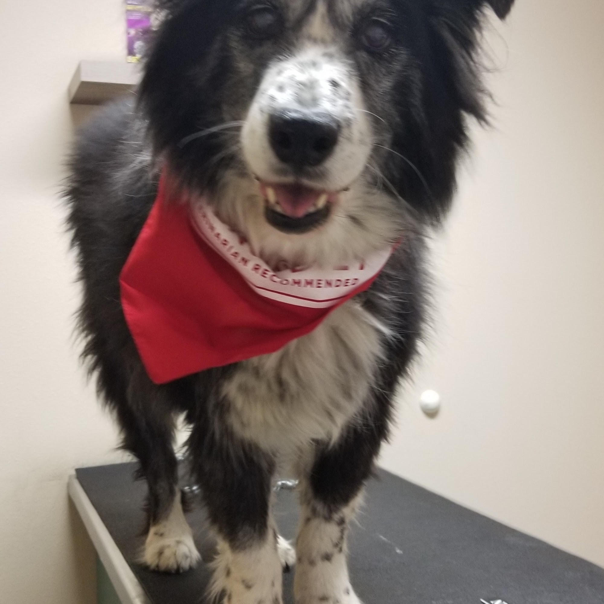 Highland Veterinary Hospital Redmond