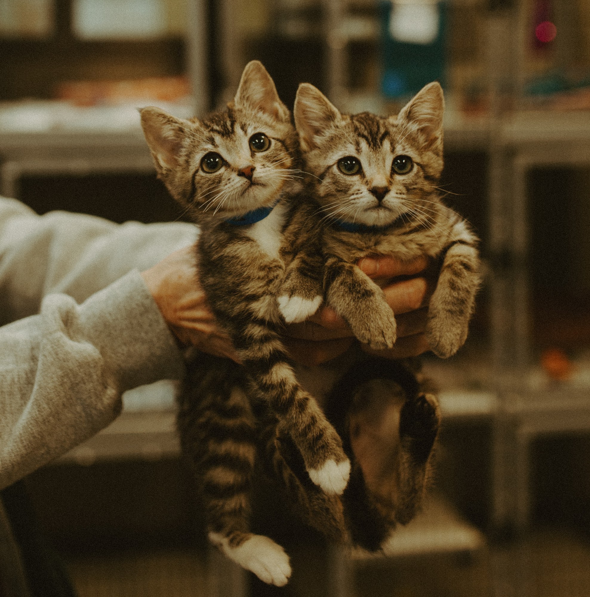 BrightSide Animal Center Redmond