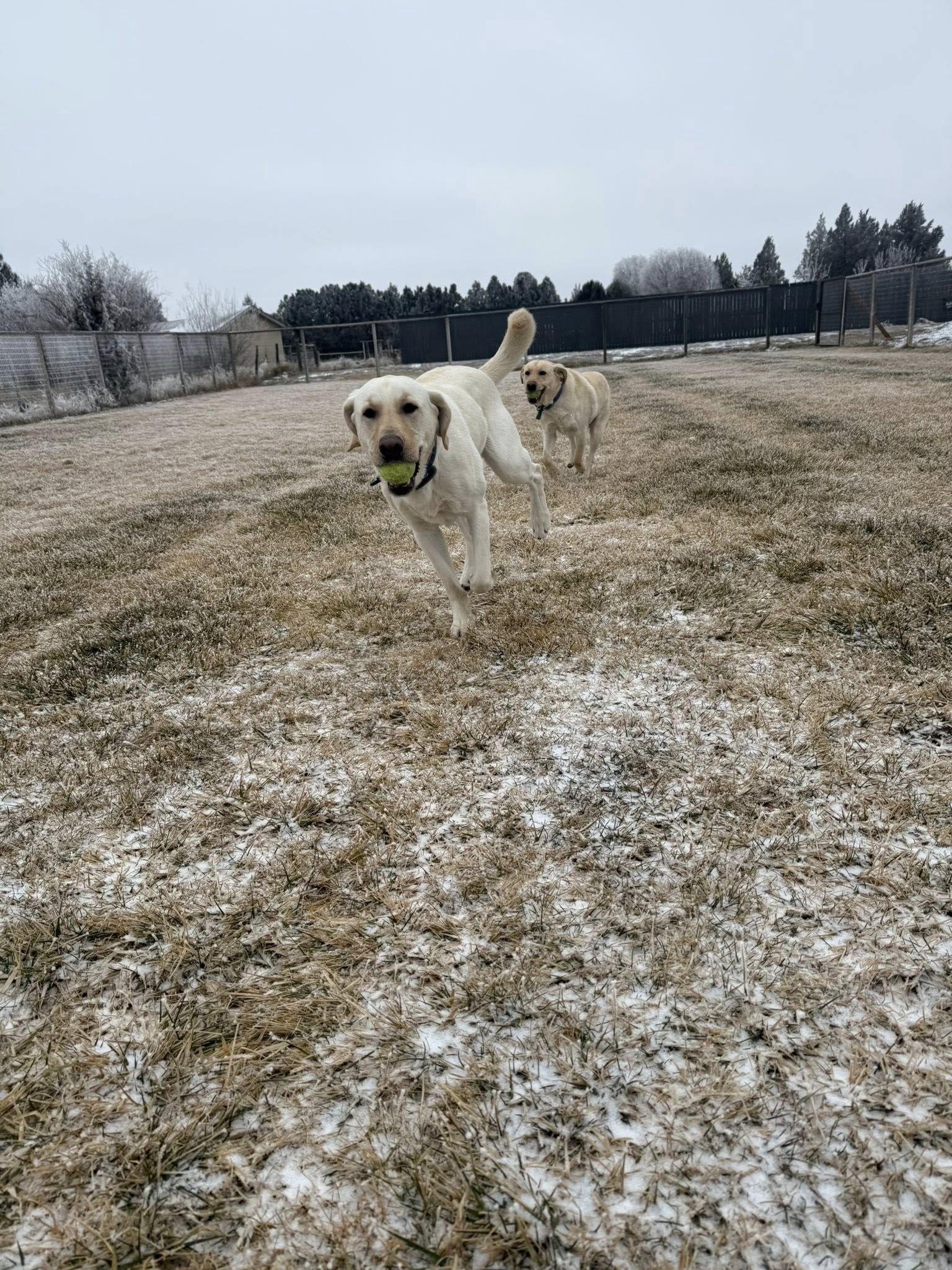 Happy Tales Pet Resort Redmond