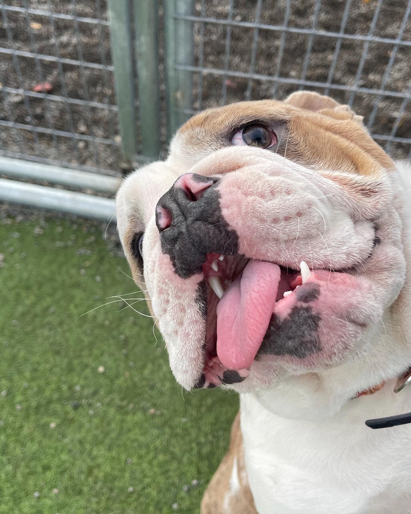 Happy Tales Pet Resort Redmond