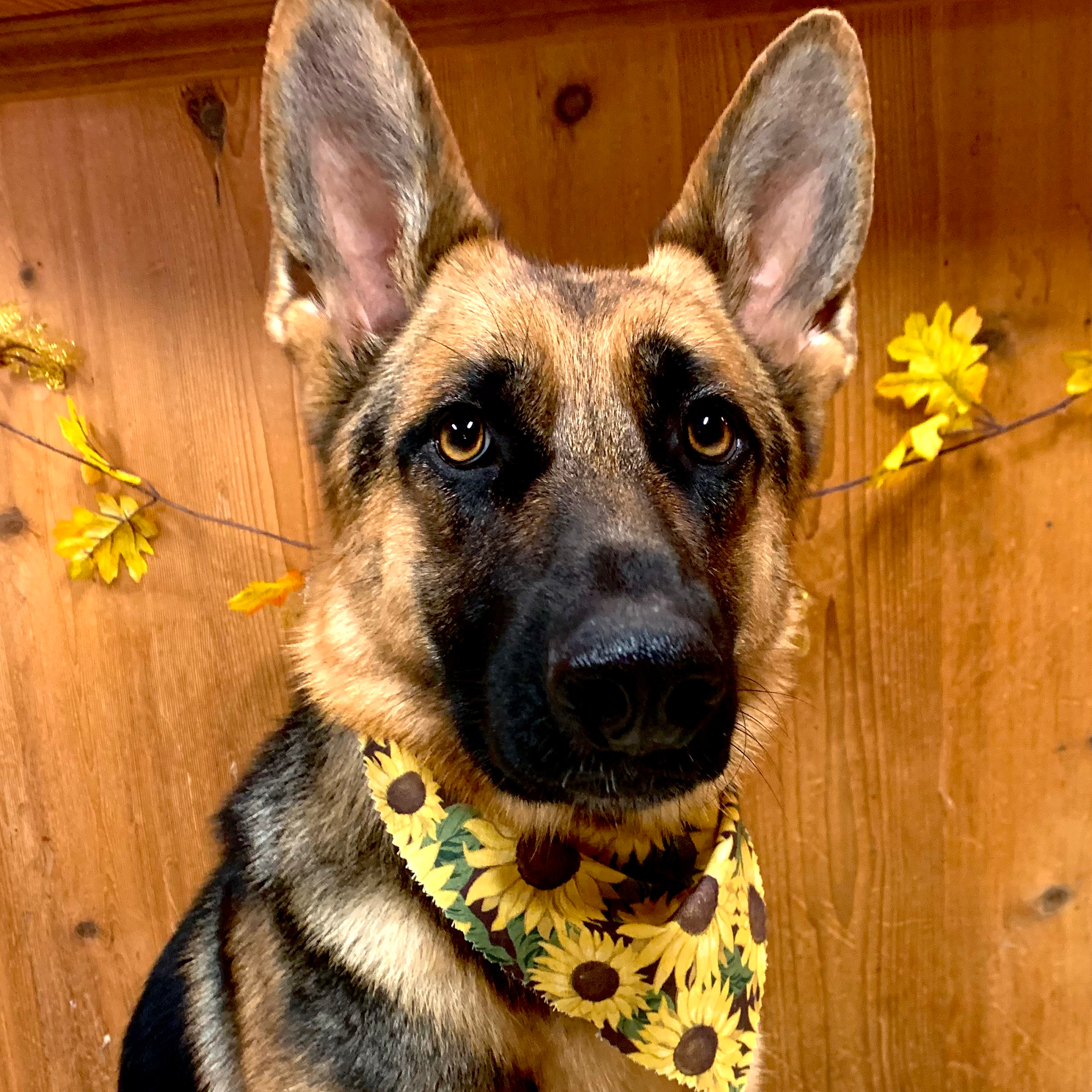 Bark Avenue Pet Grooming of Redmond Redmond