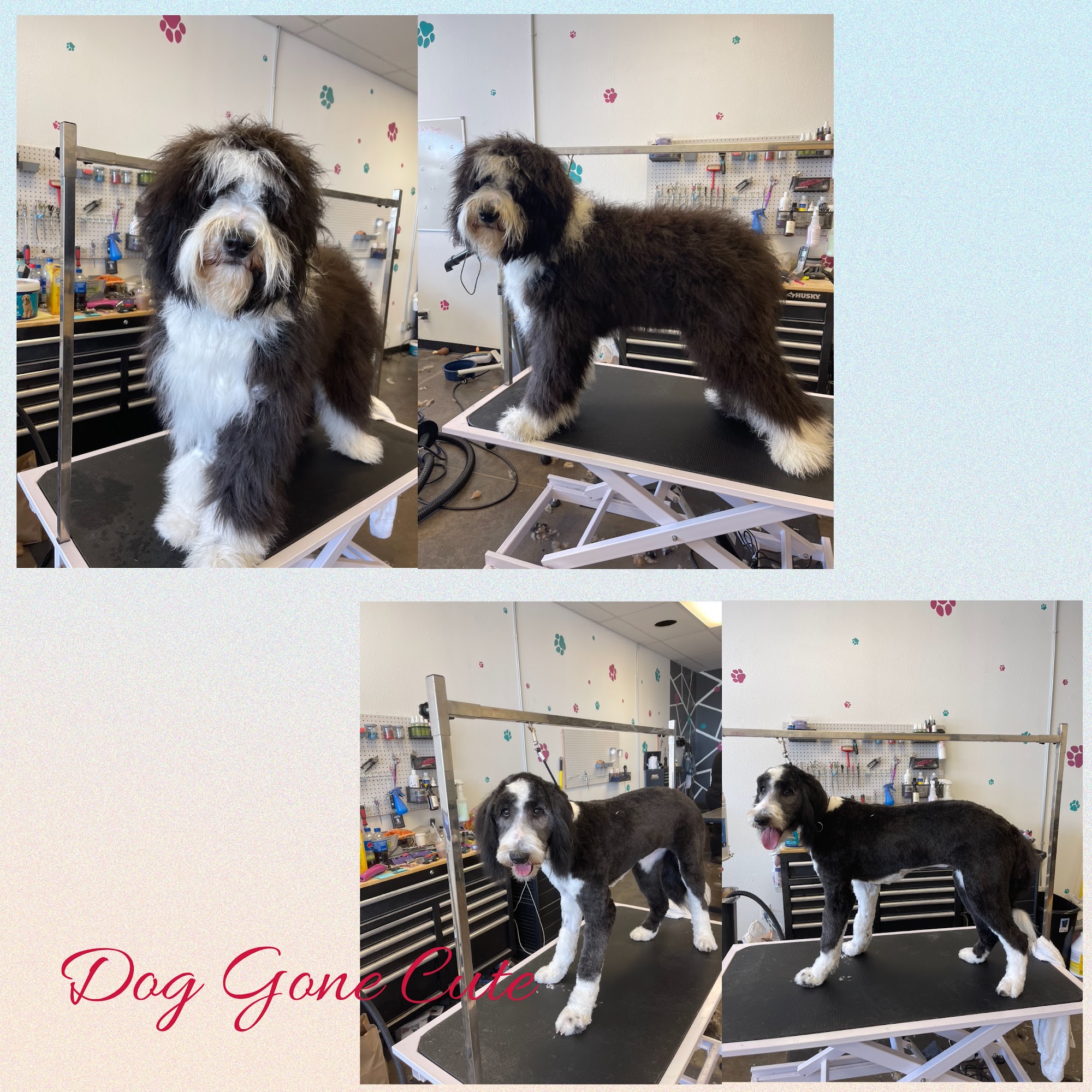Dog Gone Cute Grooming Redmond