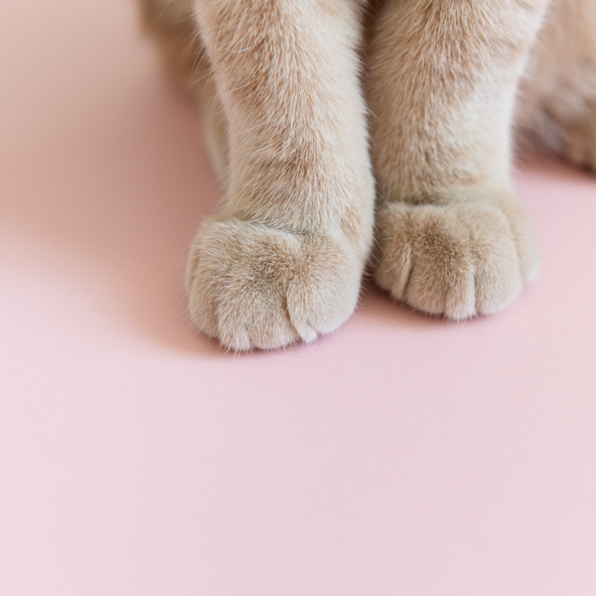 The Playful Pet Sitter, LLC. Redmond