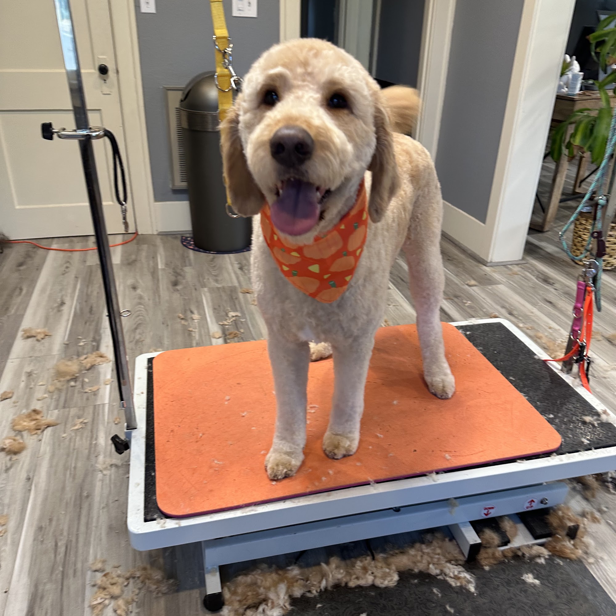 Happy Hounds Redmond