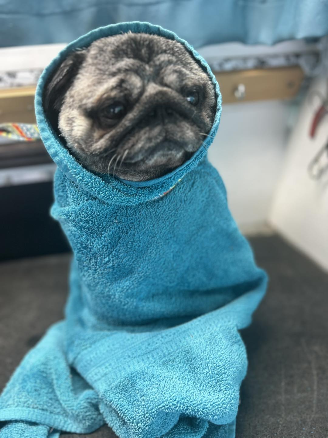 Debbie's Groom & Zoom Redmond