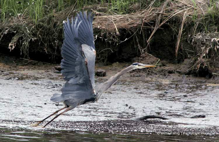 Ringing Anvil Design