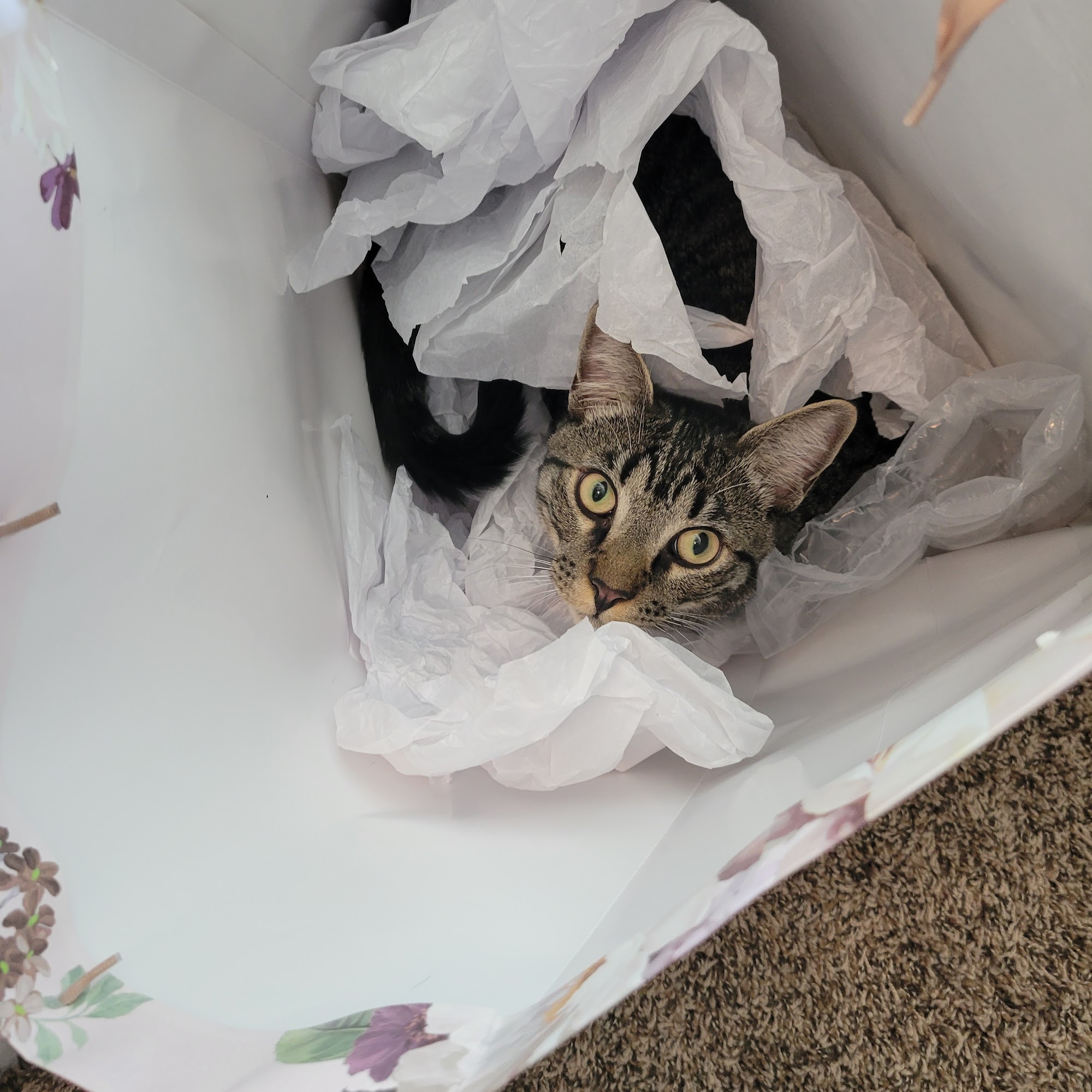 Animal Clinic of Rogue River Rogue River