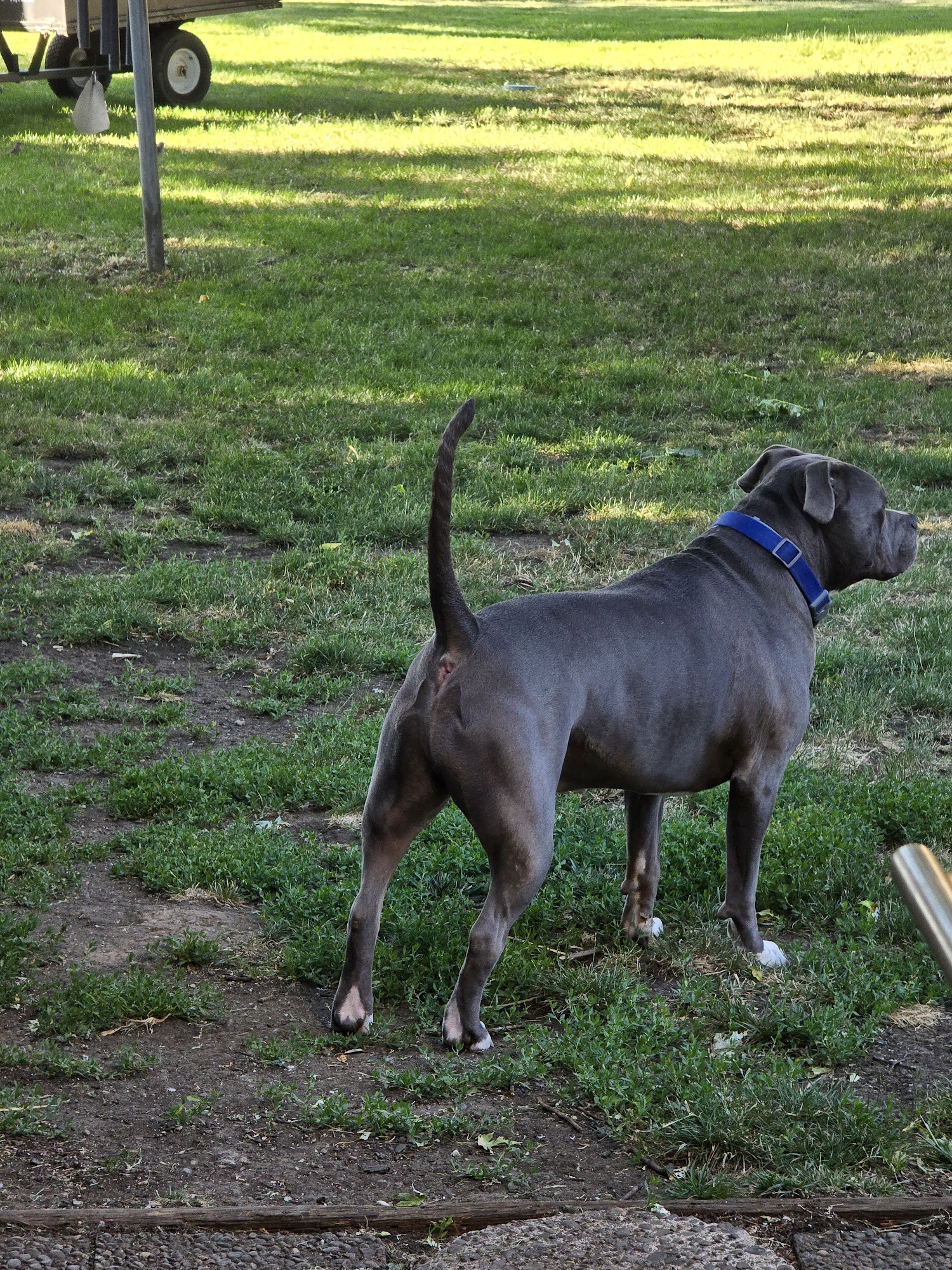 Dog Town Grooming Roseburg