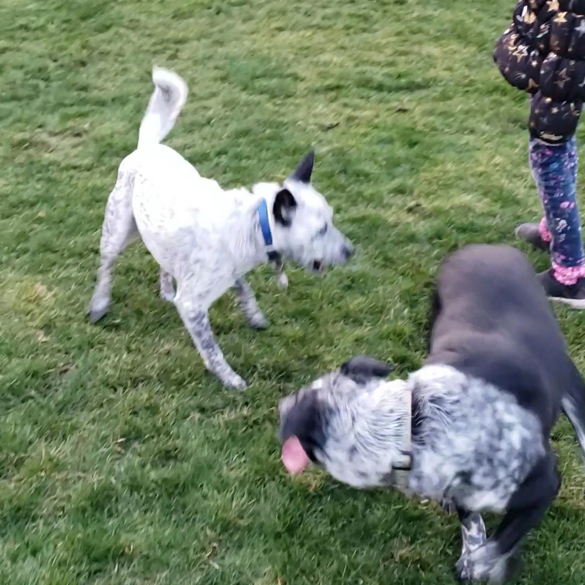 Lone Pine Pet Resort Roseburg