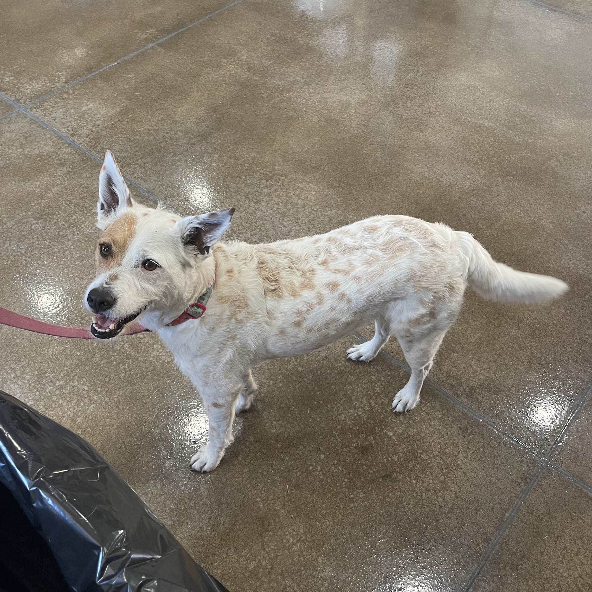 Veterinary Services of Oregon Saint Paul