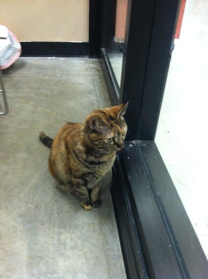 PetSmart Salem