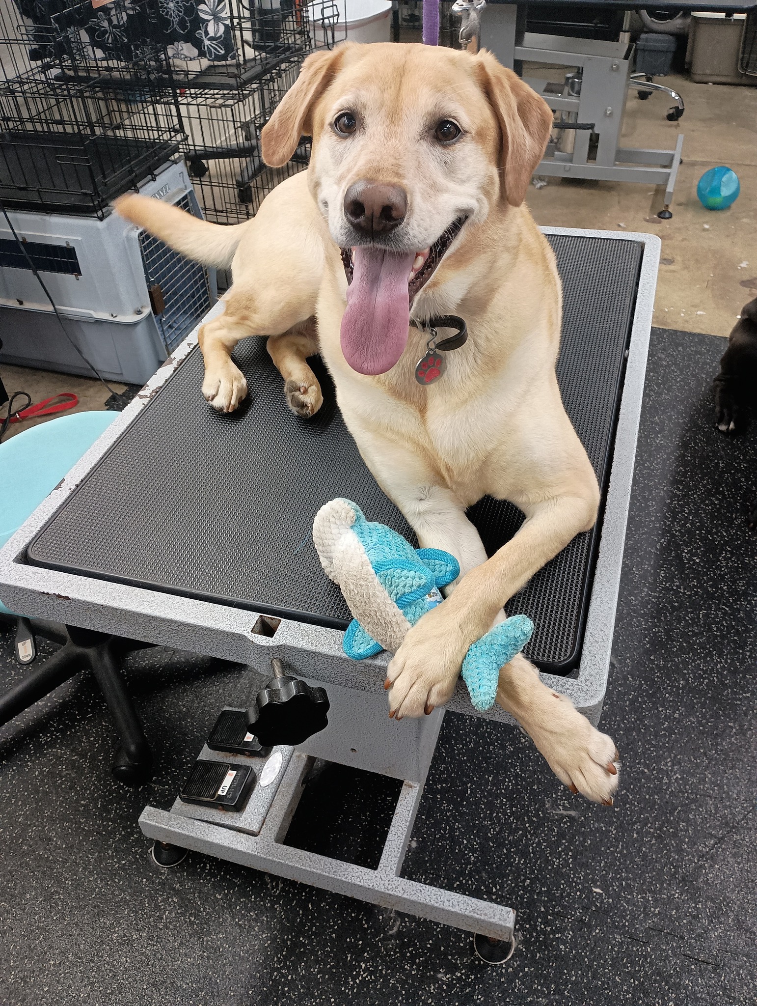 Laura's Laundramutt Grooming LLC Salem