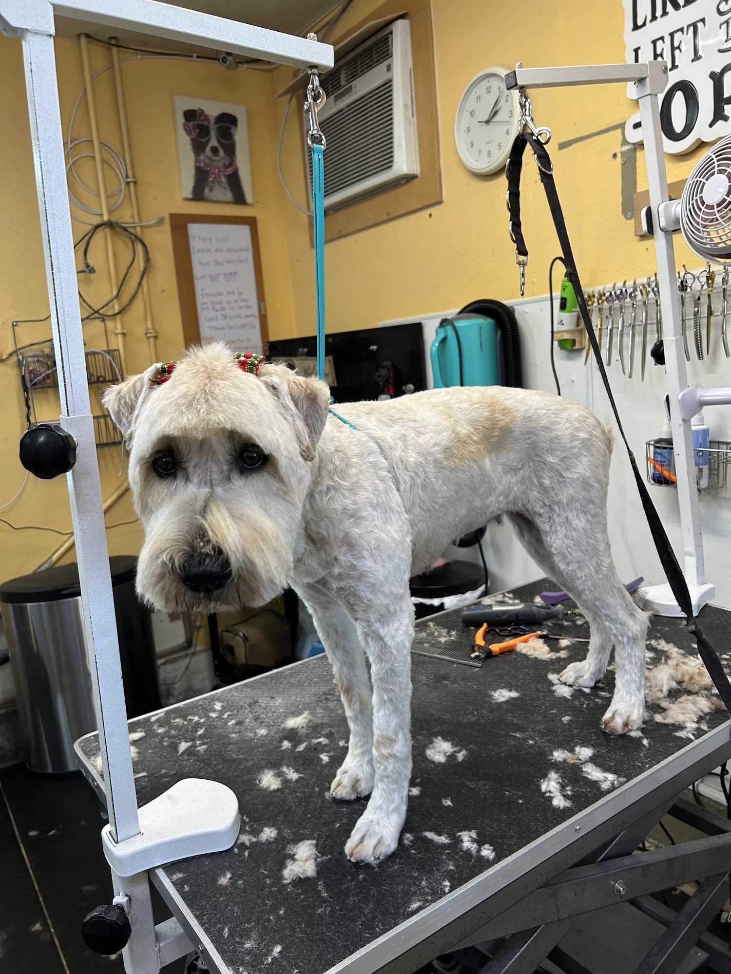 Puppy Clip Grooming Salem