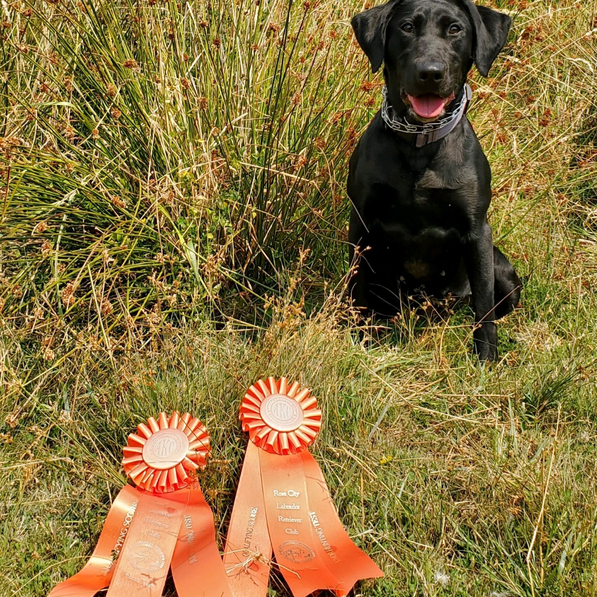 Rogue Retrievers LLC Scappoose