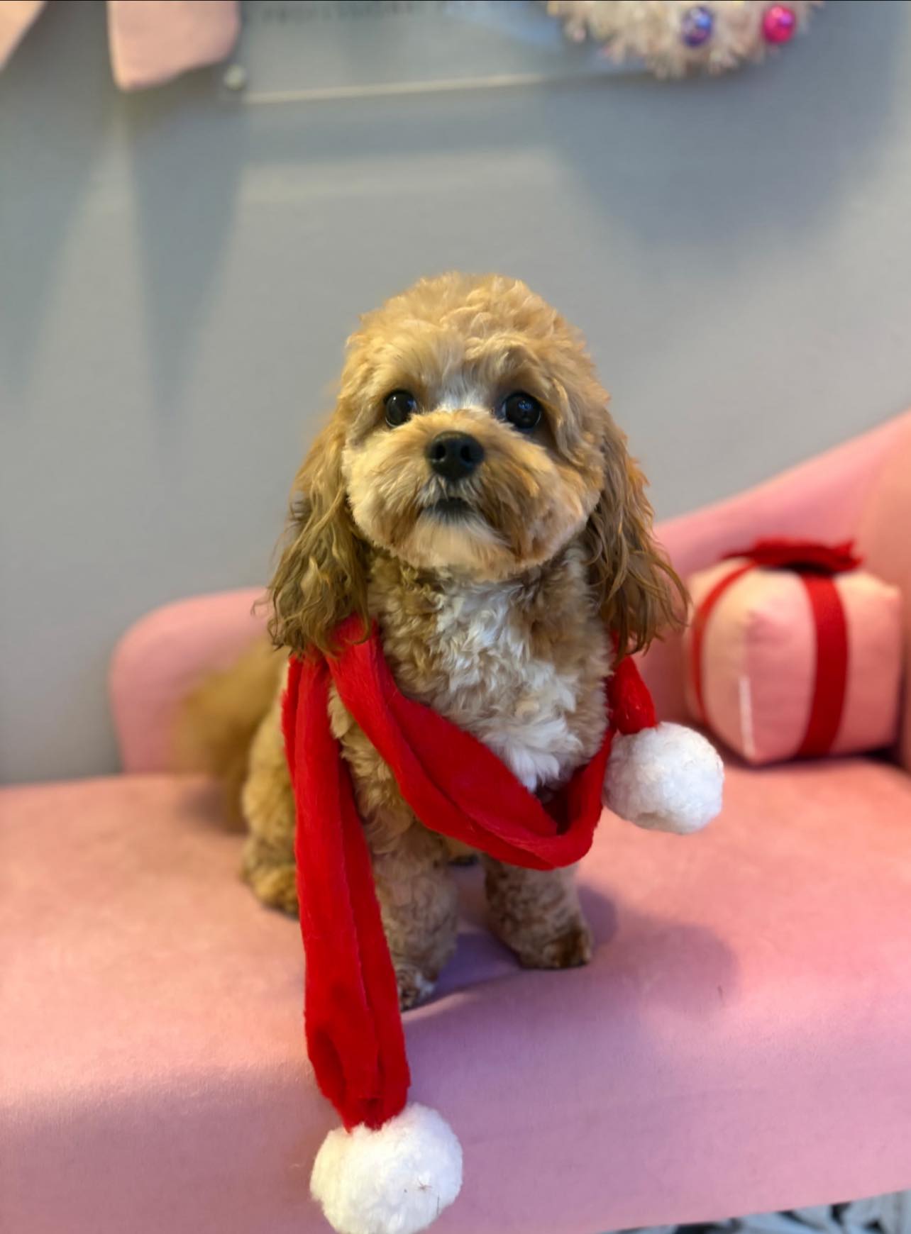 Lewis & Bark Pet Grooming Seaside