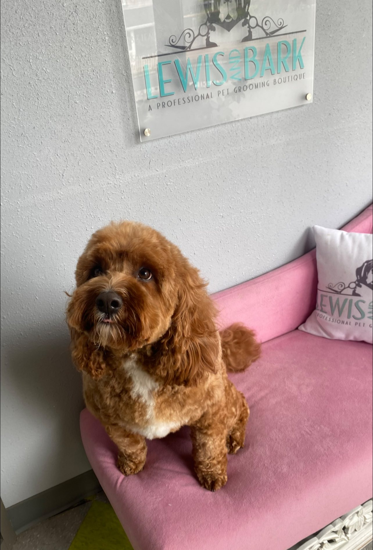 Lewis & Bark Pet Grooming Seaside