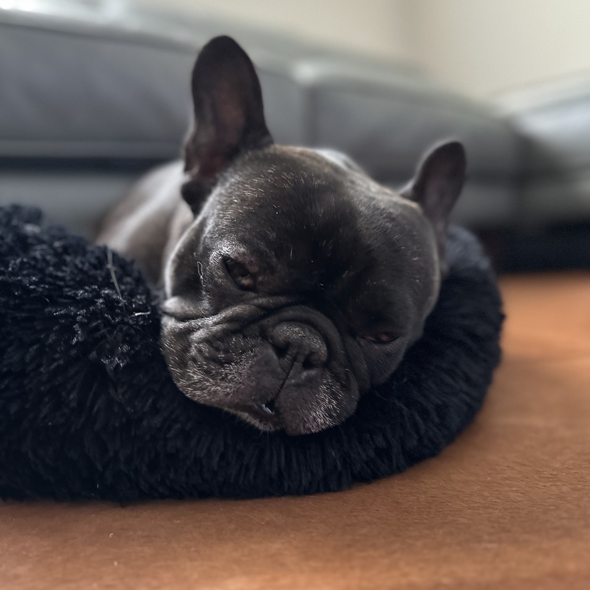 Crossroads Veterinary Hospital Sherwood