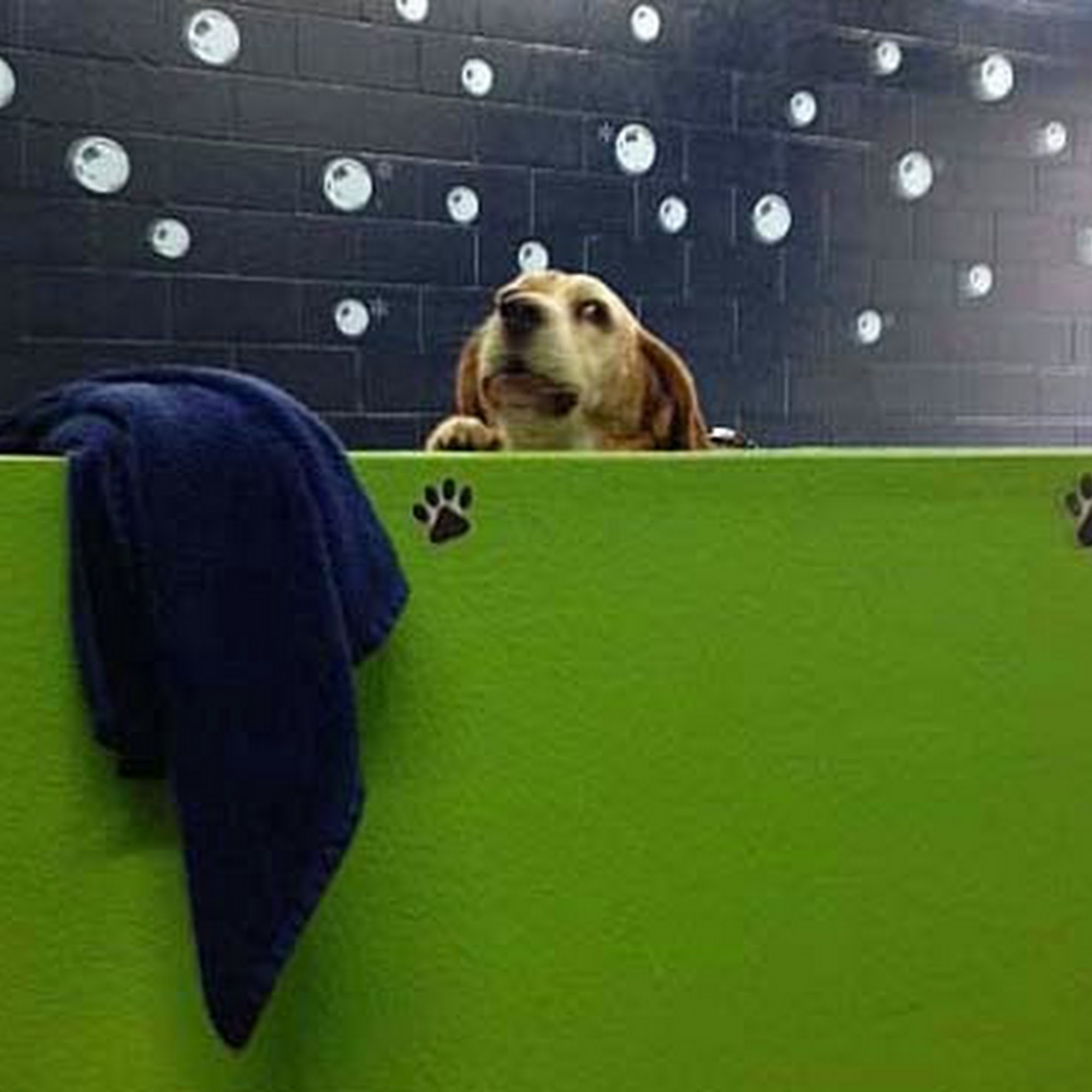 Paws For Elegance Sherwood