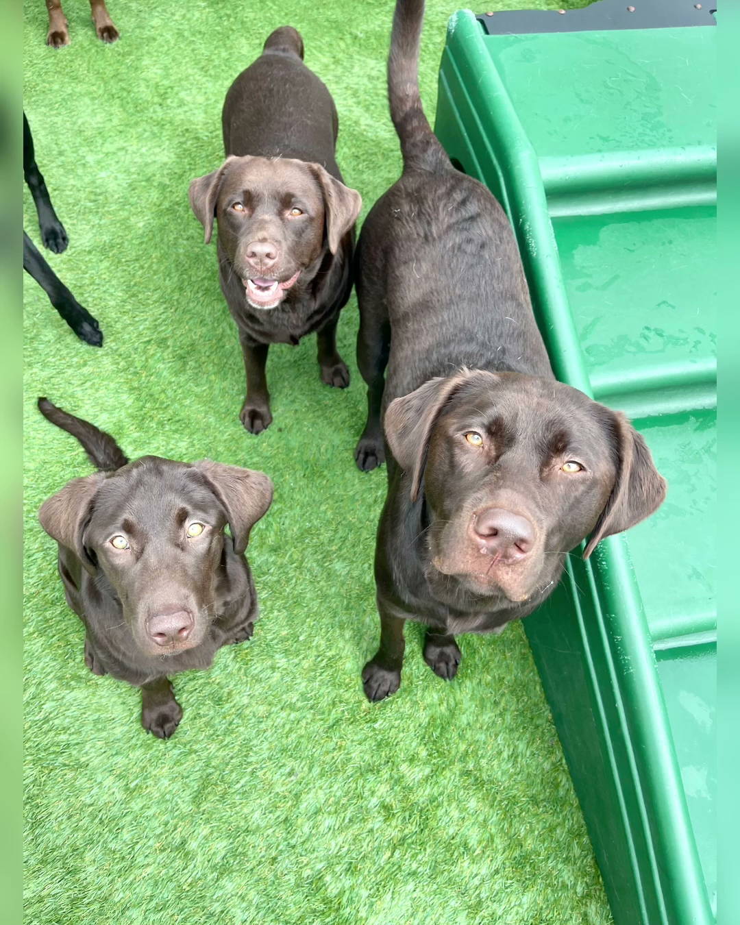 Wags Pet Resort - Sherwood Sherwood