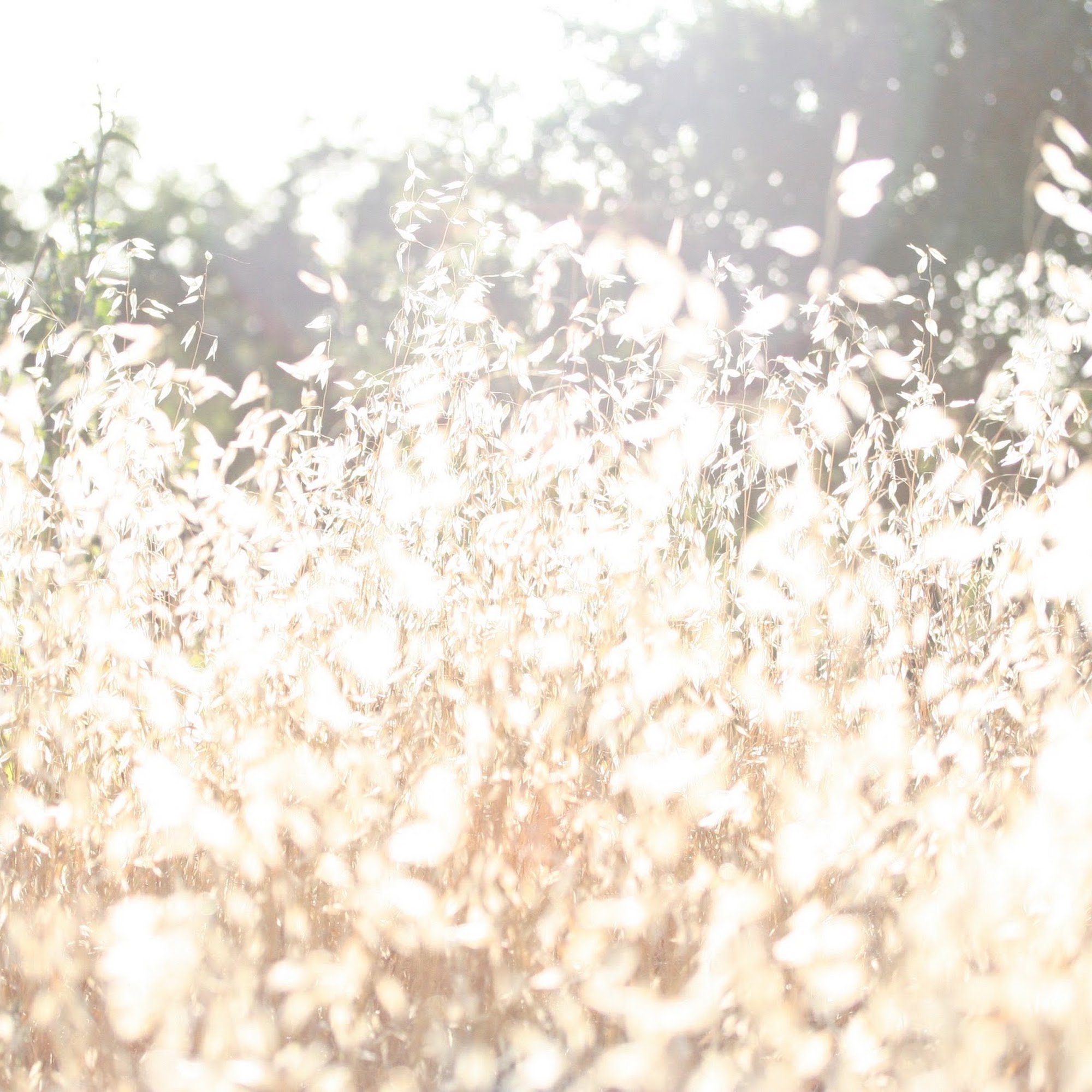 Zephyr Equine Veterinary Services Sherwood