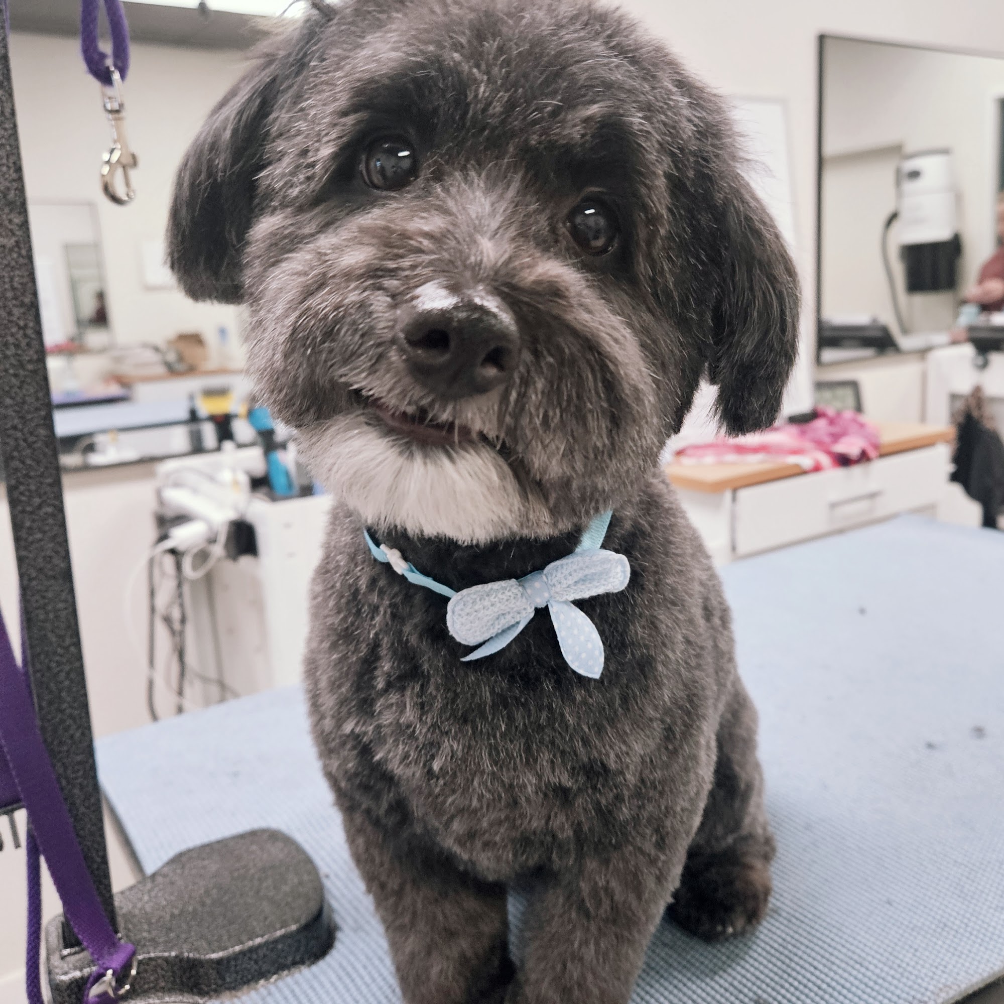 Wanderlust Grooming Sherwood