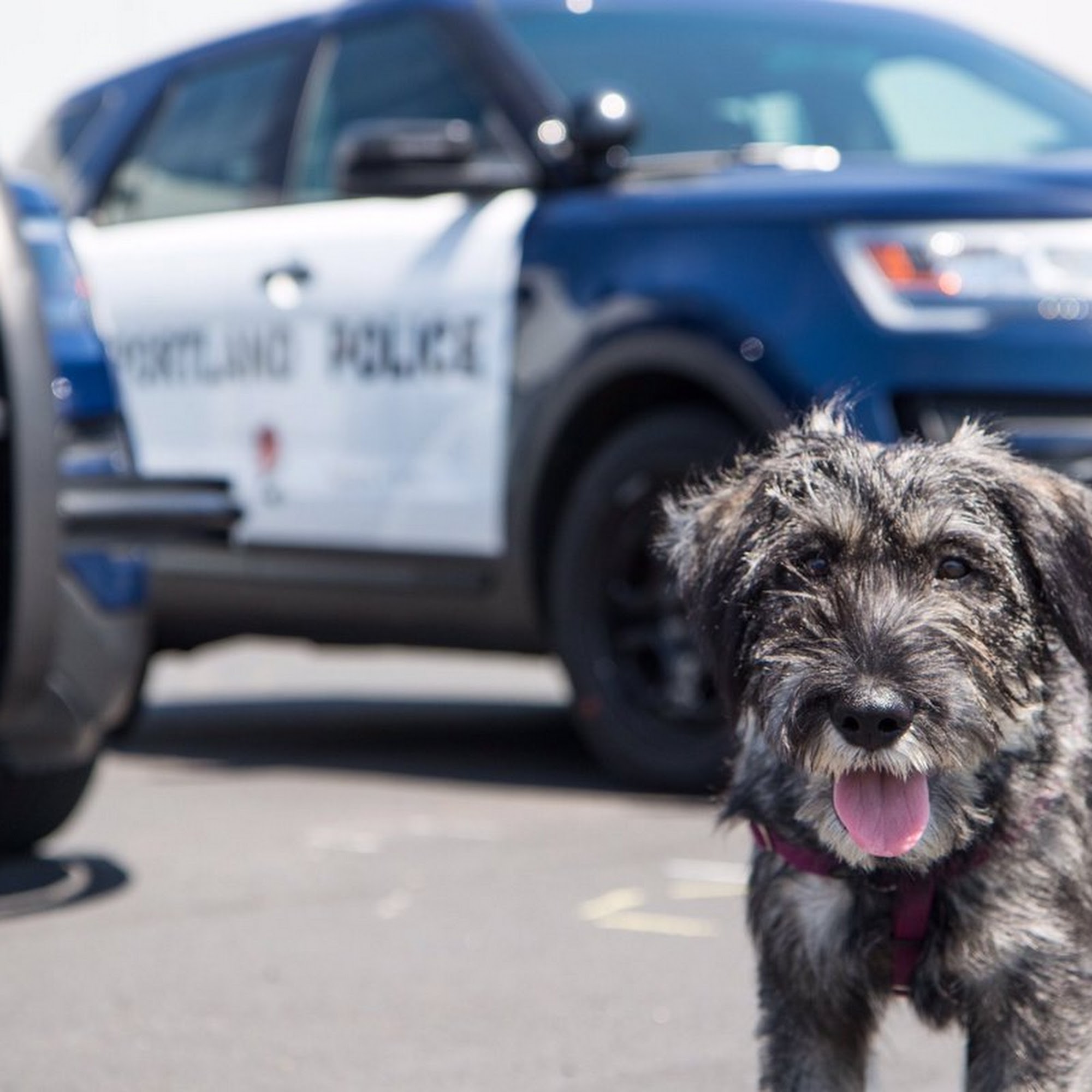 Paws for Responders, LLC Sherwood