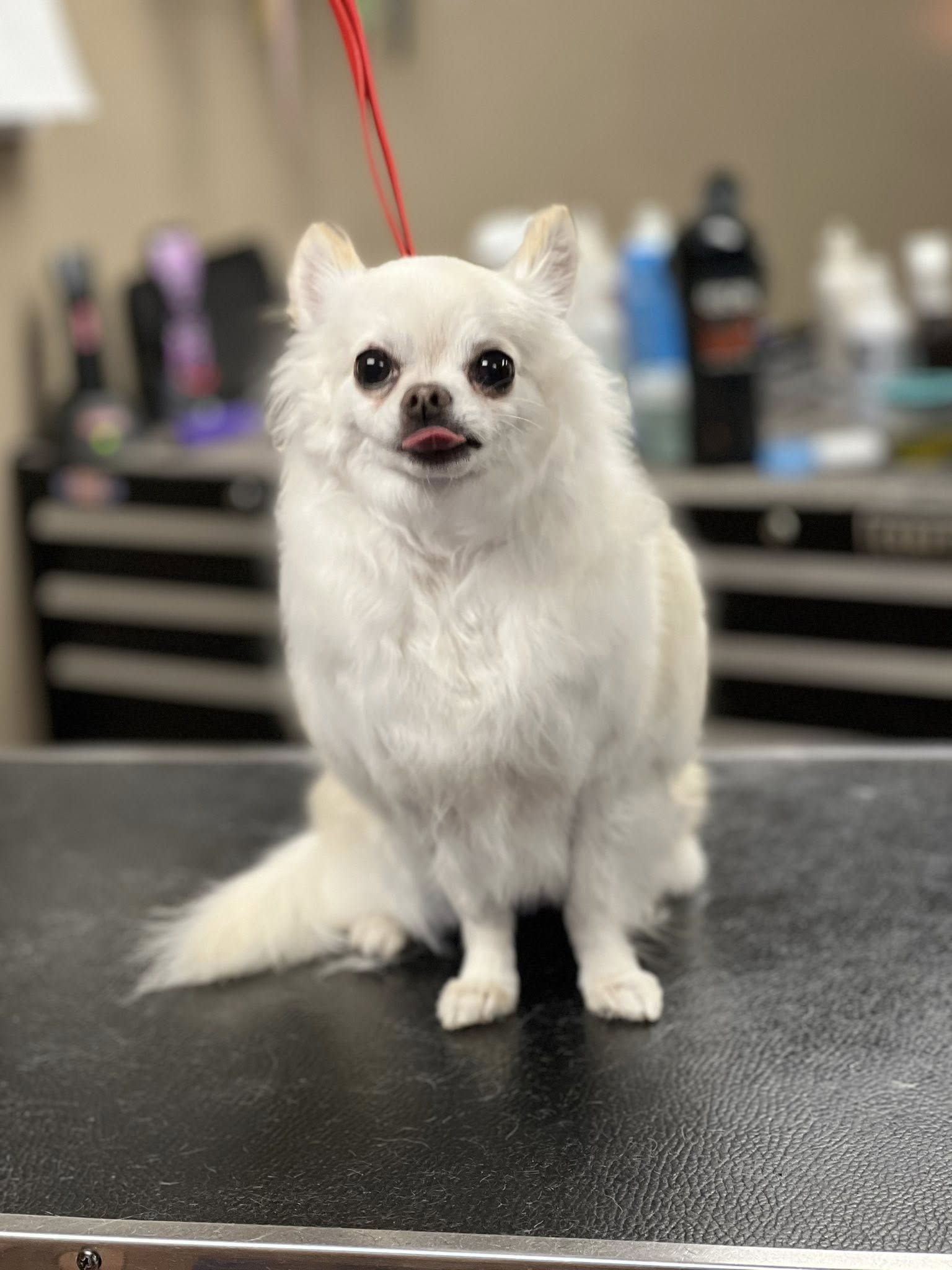 Stylin Paws Doggy Day Spaw Silverton