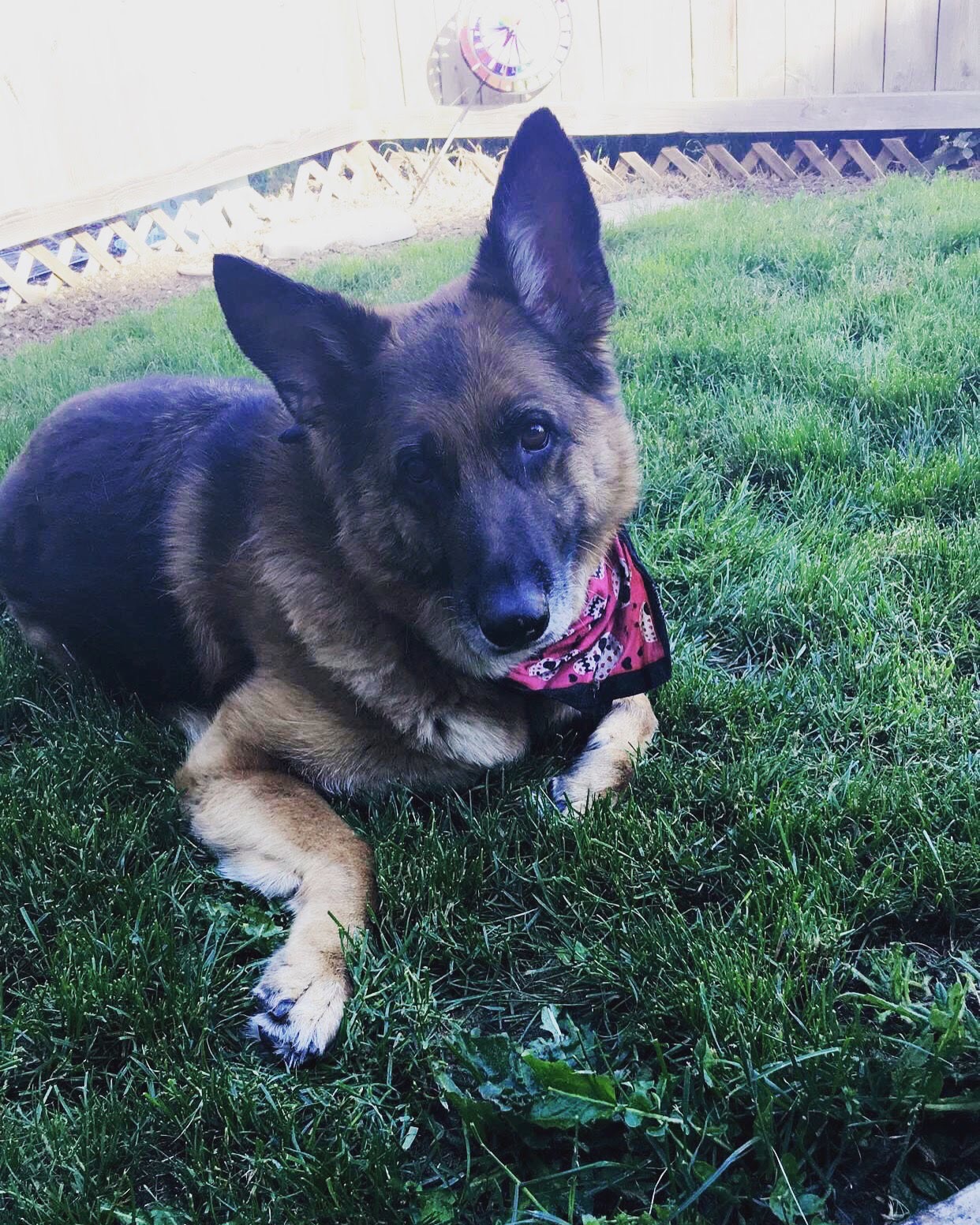 VCA McKenzie Animal Hospital Springfield