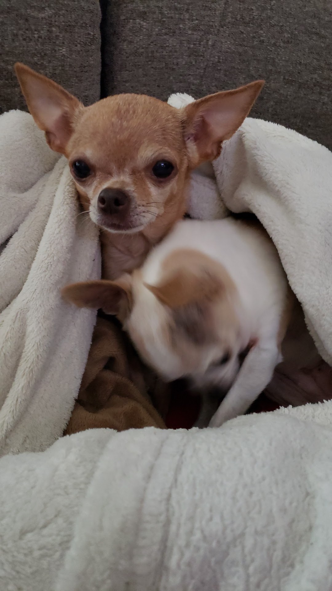 Q Street Animal Hospital Springfield