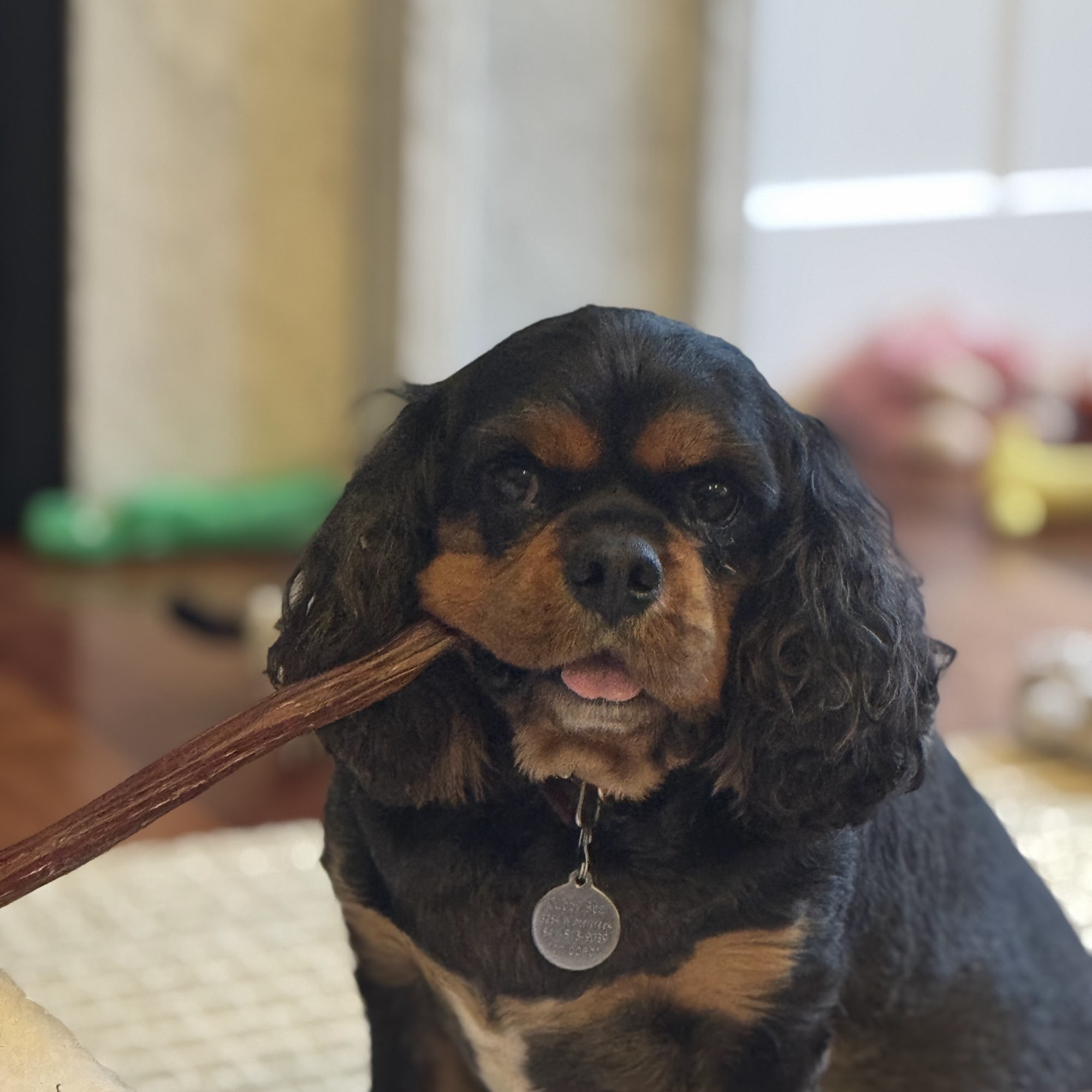 Curt Daly, DVM, DACVS Springfield