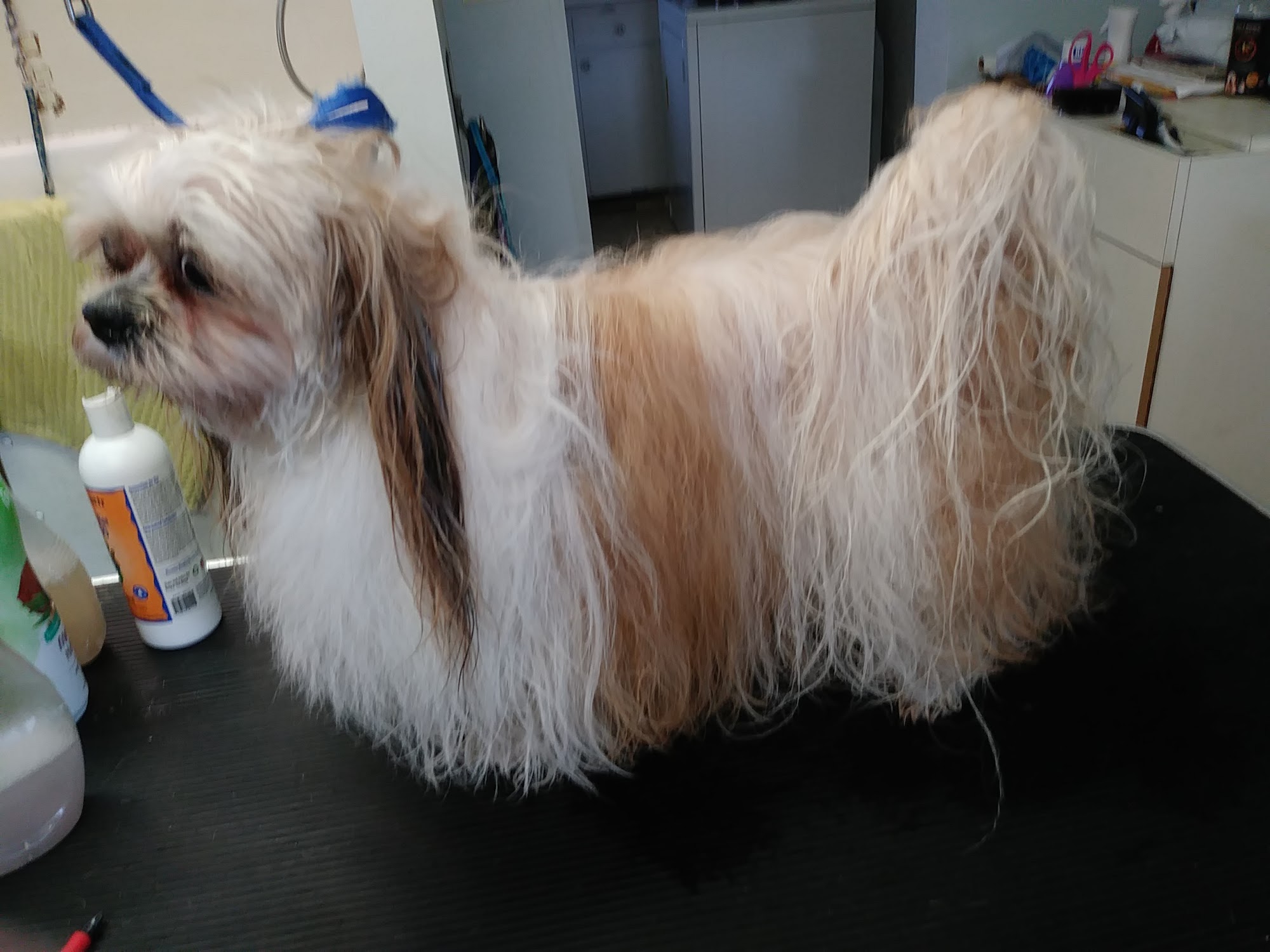 Precious Pets Grooming Springfield