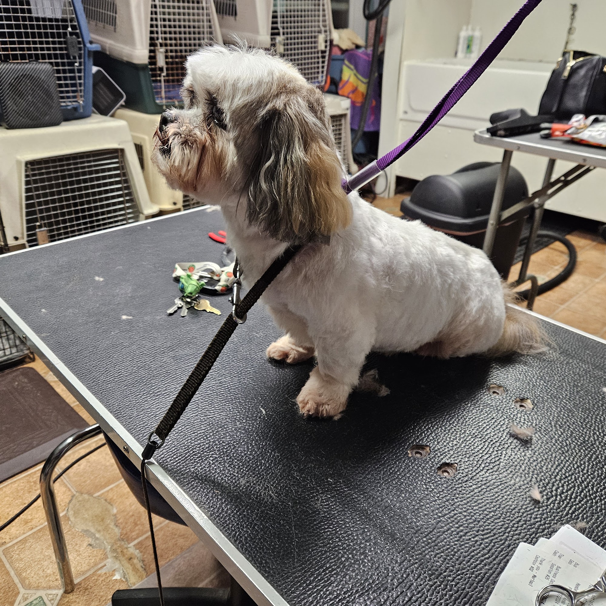 Precious Pets Grooming Springfield