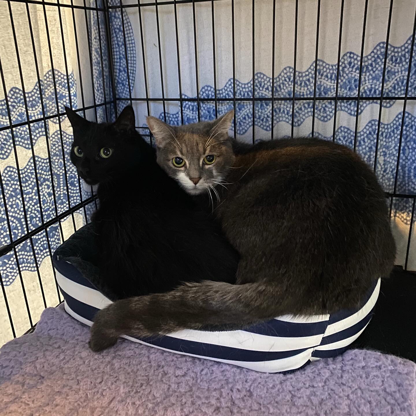 Eugene Springfield Cat Lounge Springfield