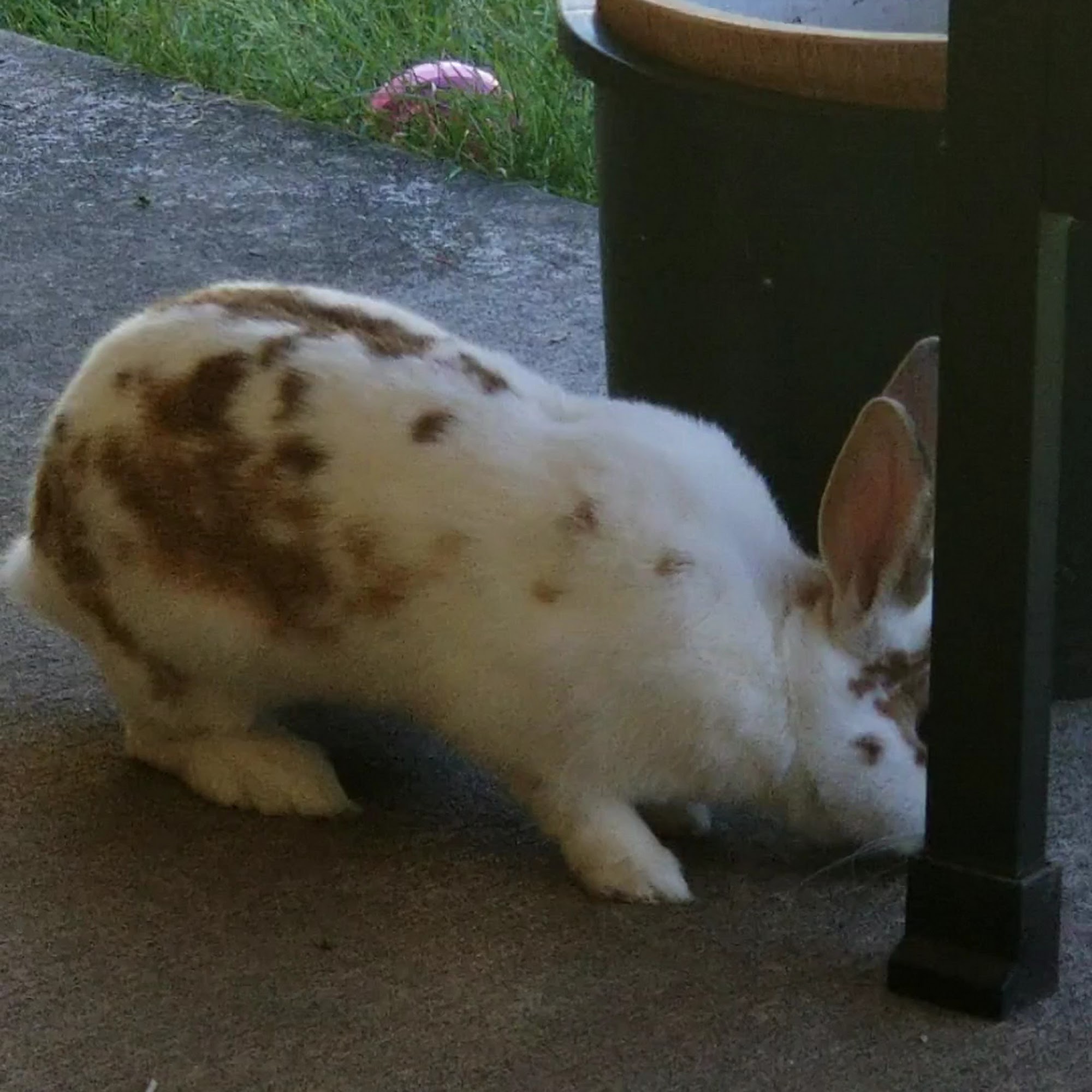 Stayton Veterinary Hospital Stayton