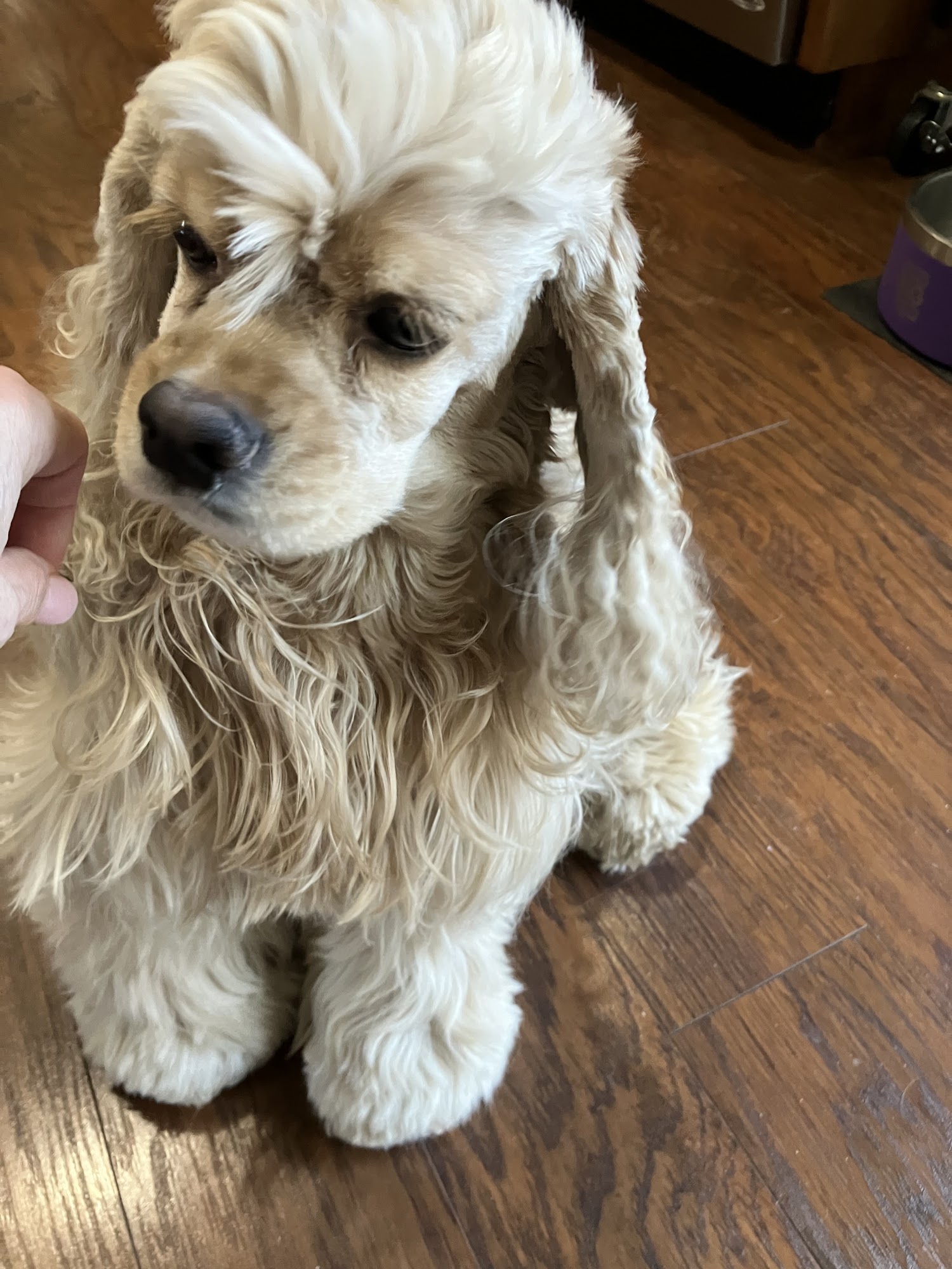 Sutherlin Pets & Grooming Sutherlin